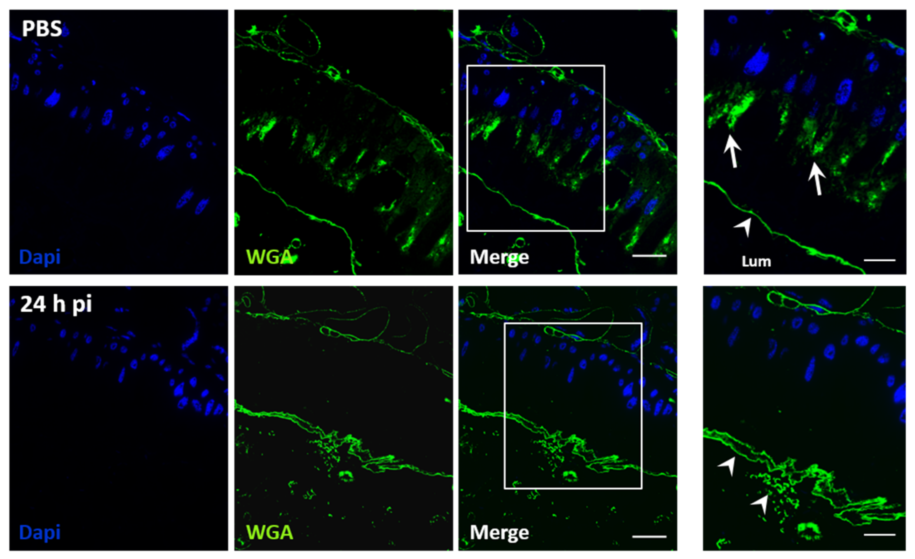 Viruses 11 00870 g007