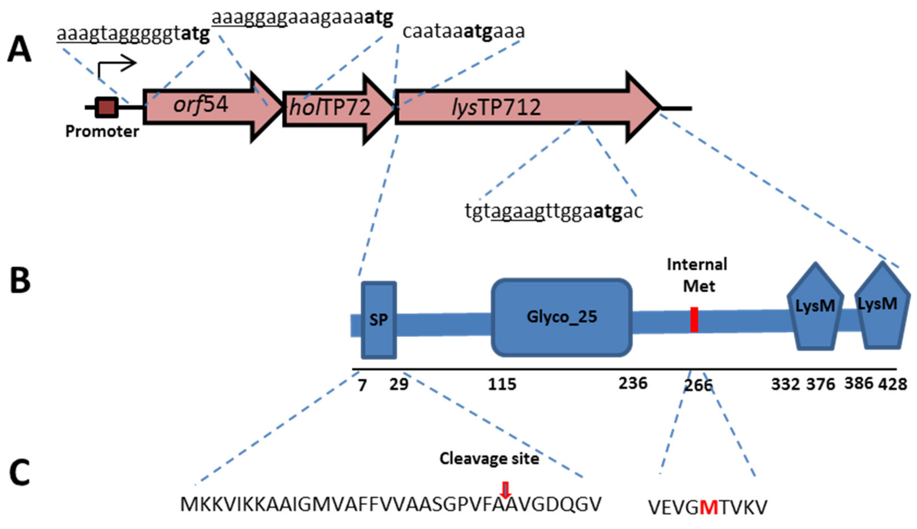 Viruses 11 00881 g001