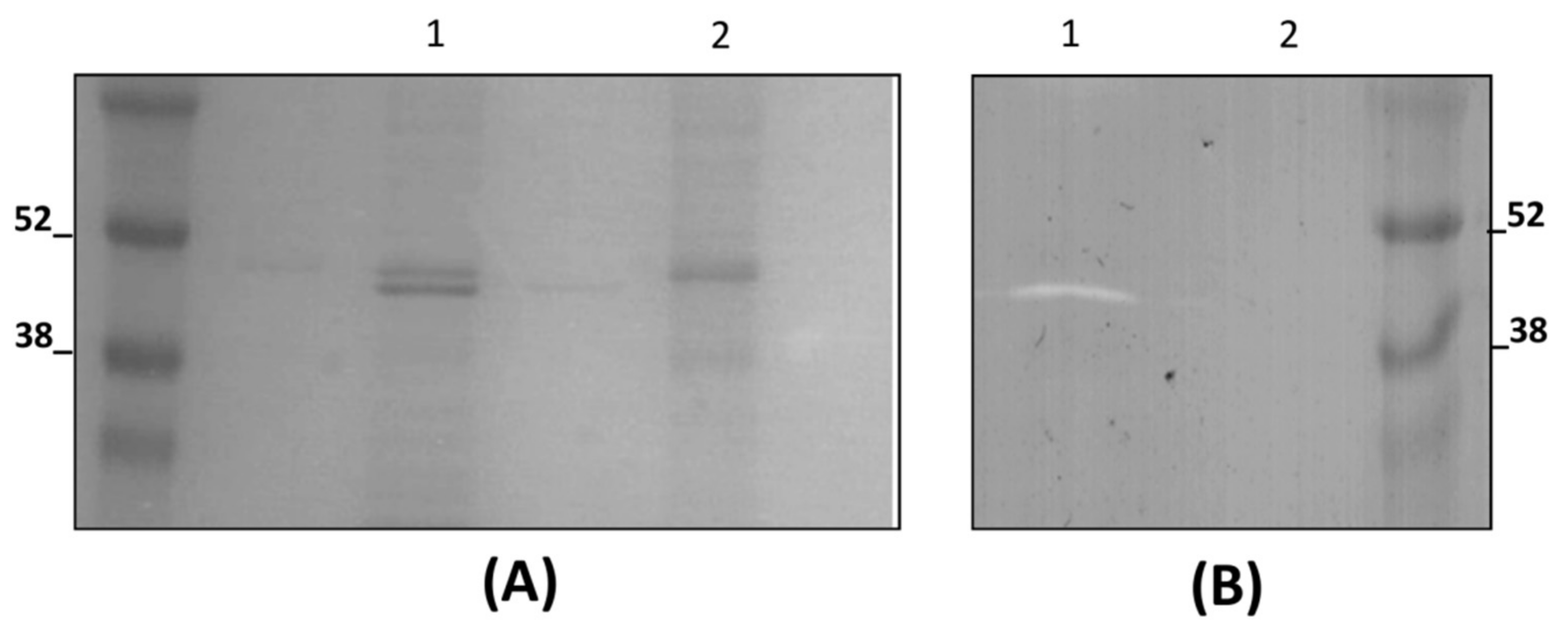 Viruses 11 00881 g004