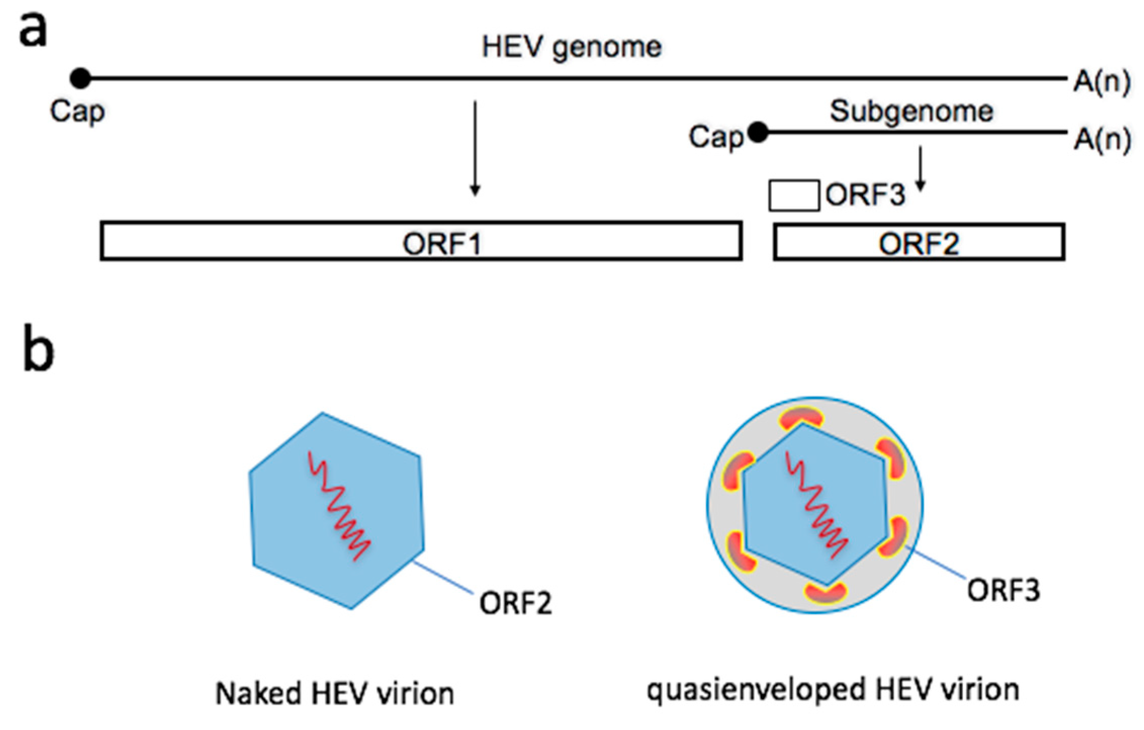 Viruses 11 00883 g001 Viruses 11 00883 g001