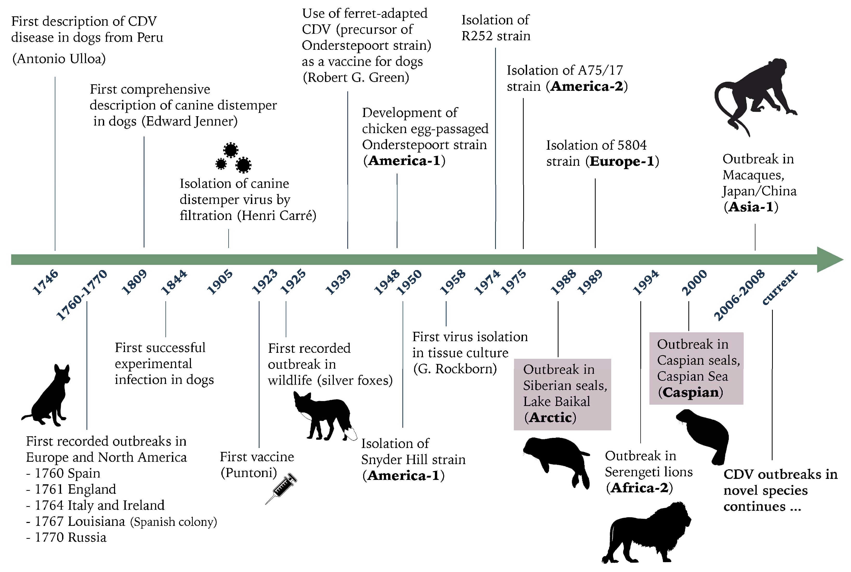 Viruses 11 00894 g005