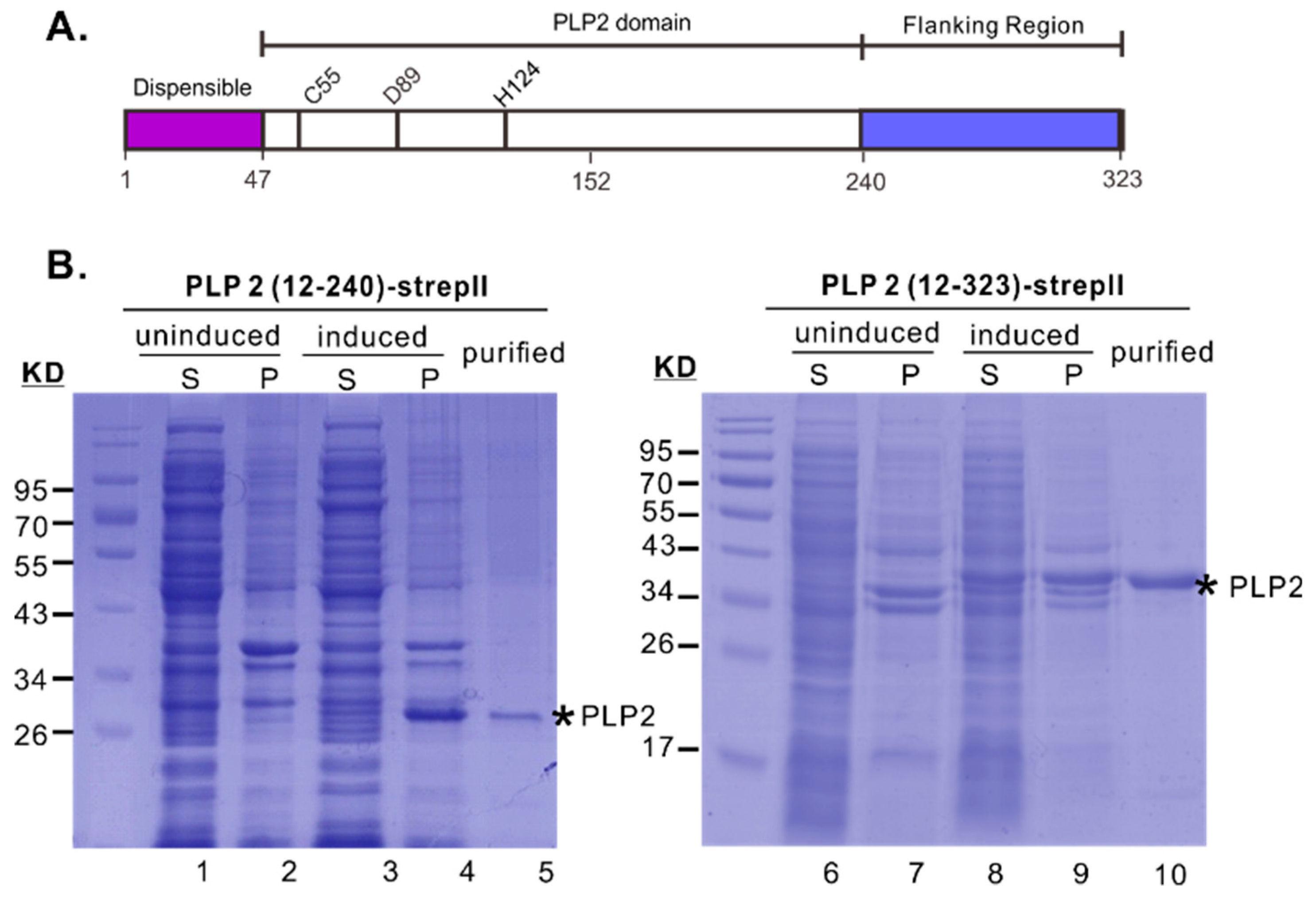 Viruses 11 00896 g001