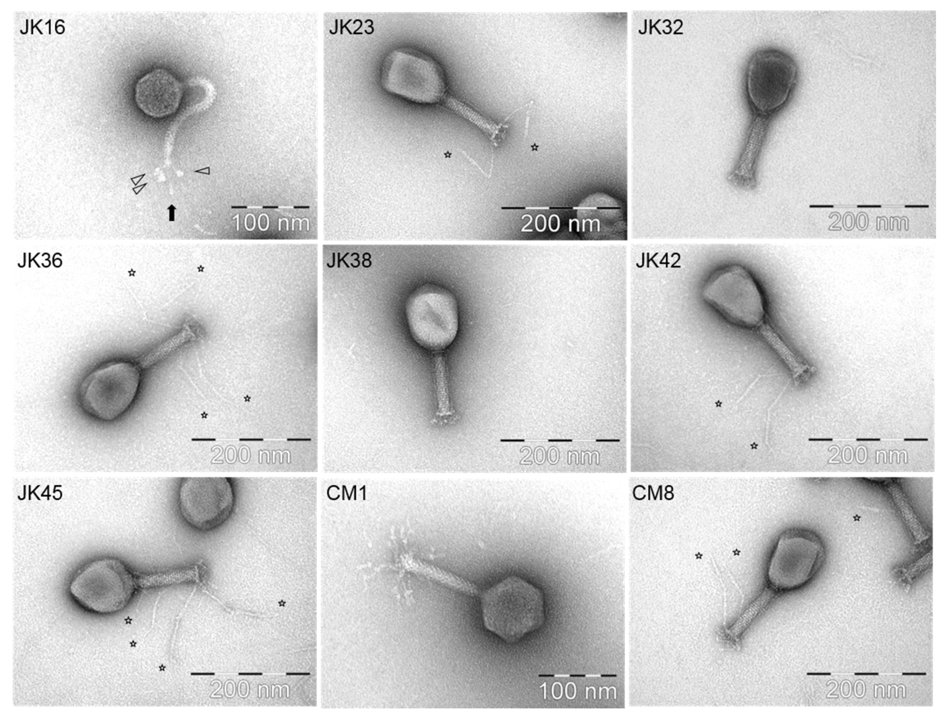 Viruses 11 00899 g002