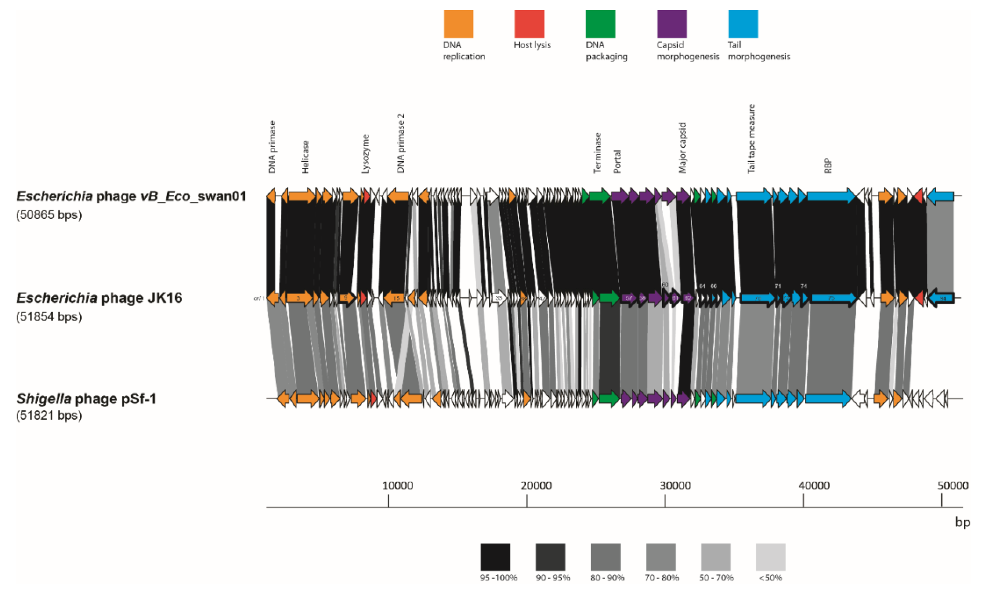 Viruses 11 00899 g004