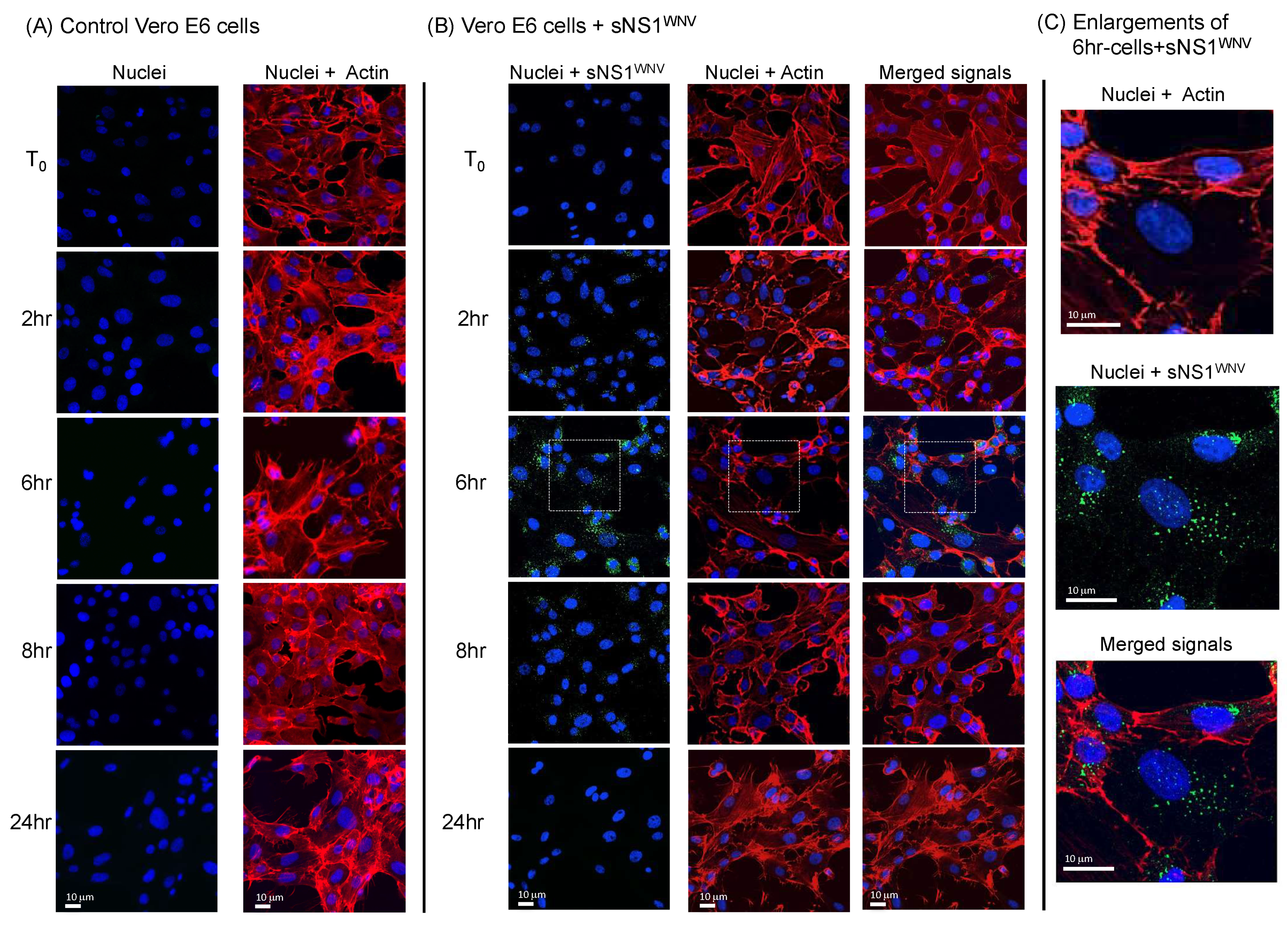 Viruses 11 00901 g004 Viruses 11 00901 g004