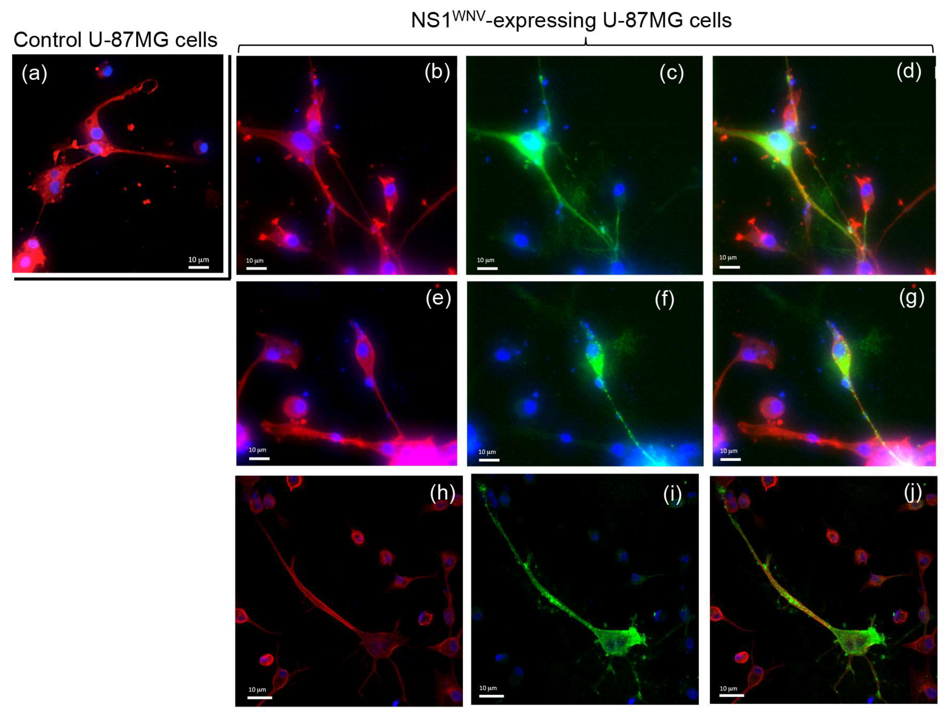 Viruses 11 00901 g007 Viruses 11 00901 g007