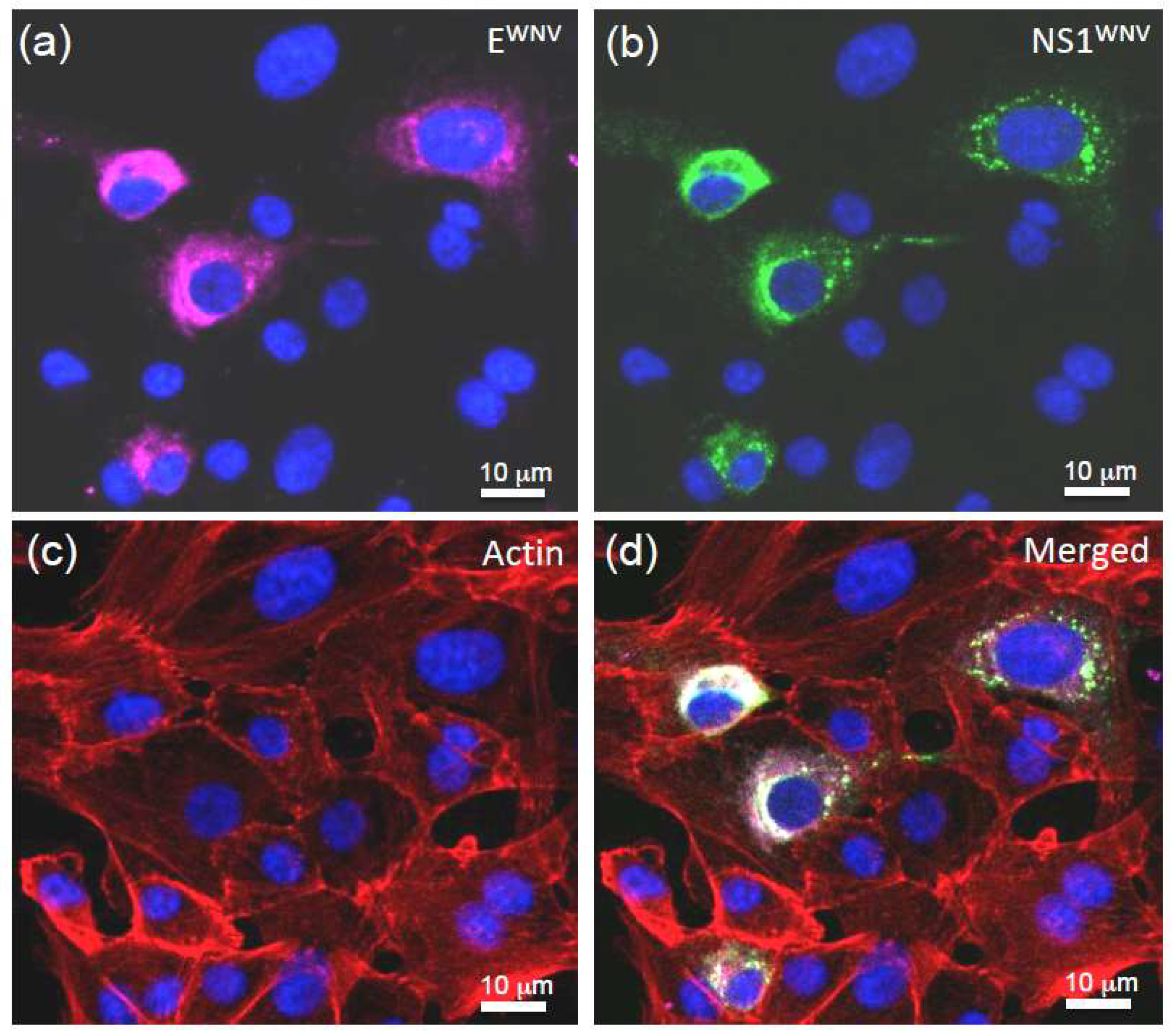 Viruses 11 00901 g008 Viruses 11 00901 g008