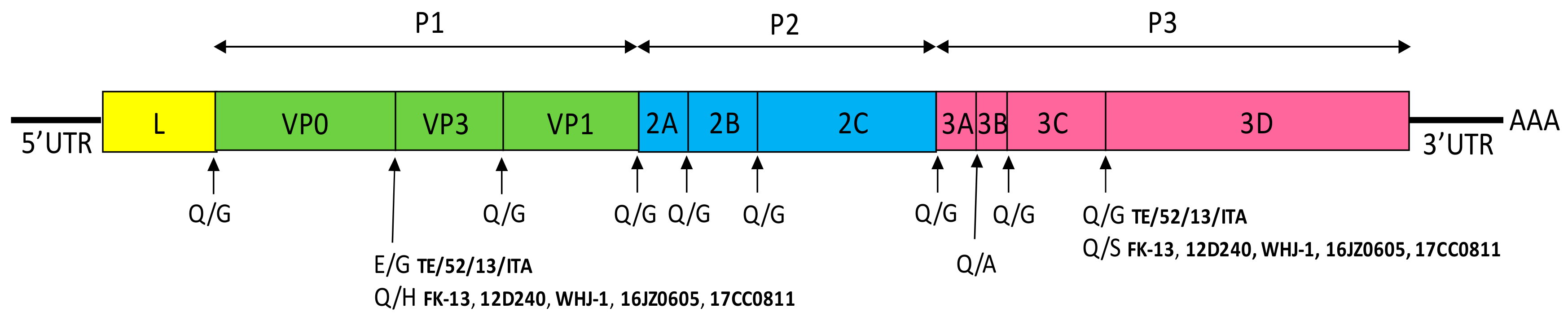 Viruses 11 00908 g003