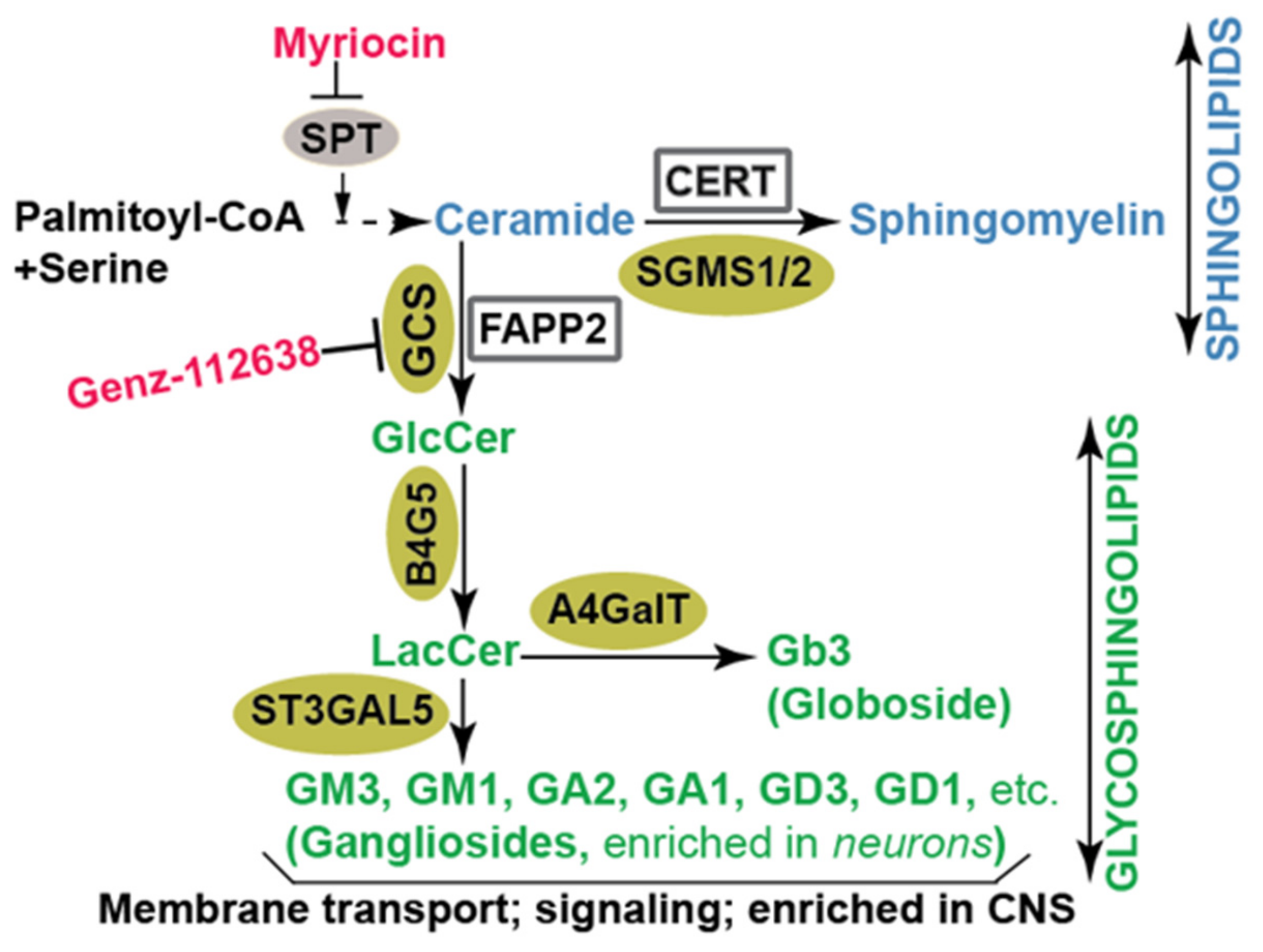 Viruses 11 00912 g001 Viruses 11 00912 g001
