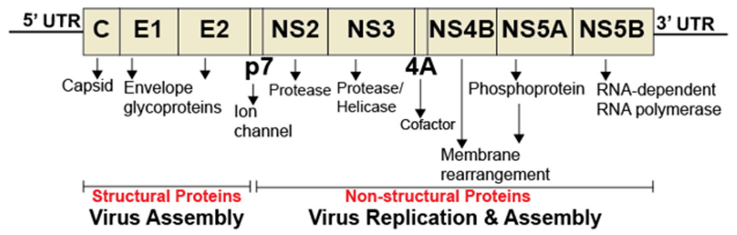 Viruses 11 00912 g002 Viruses 11 00912 g002