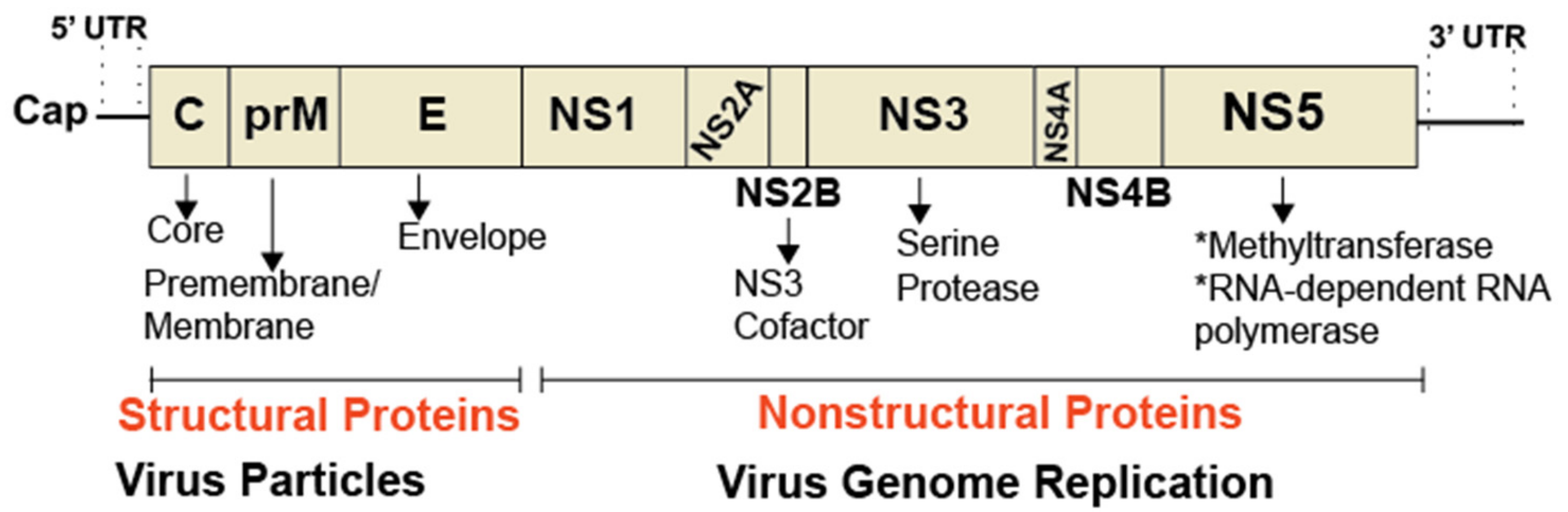Viruses 11 00912 g003 Viruses 11 00912 g003