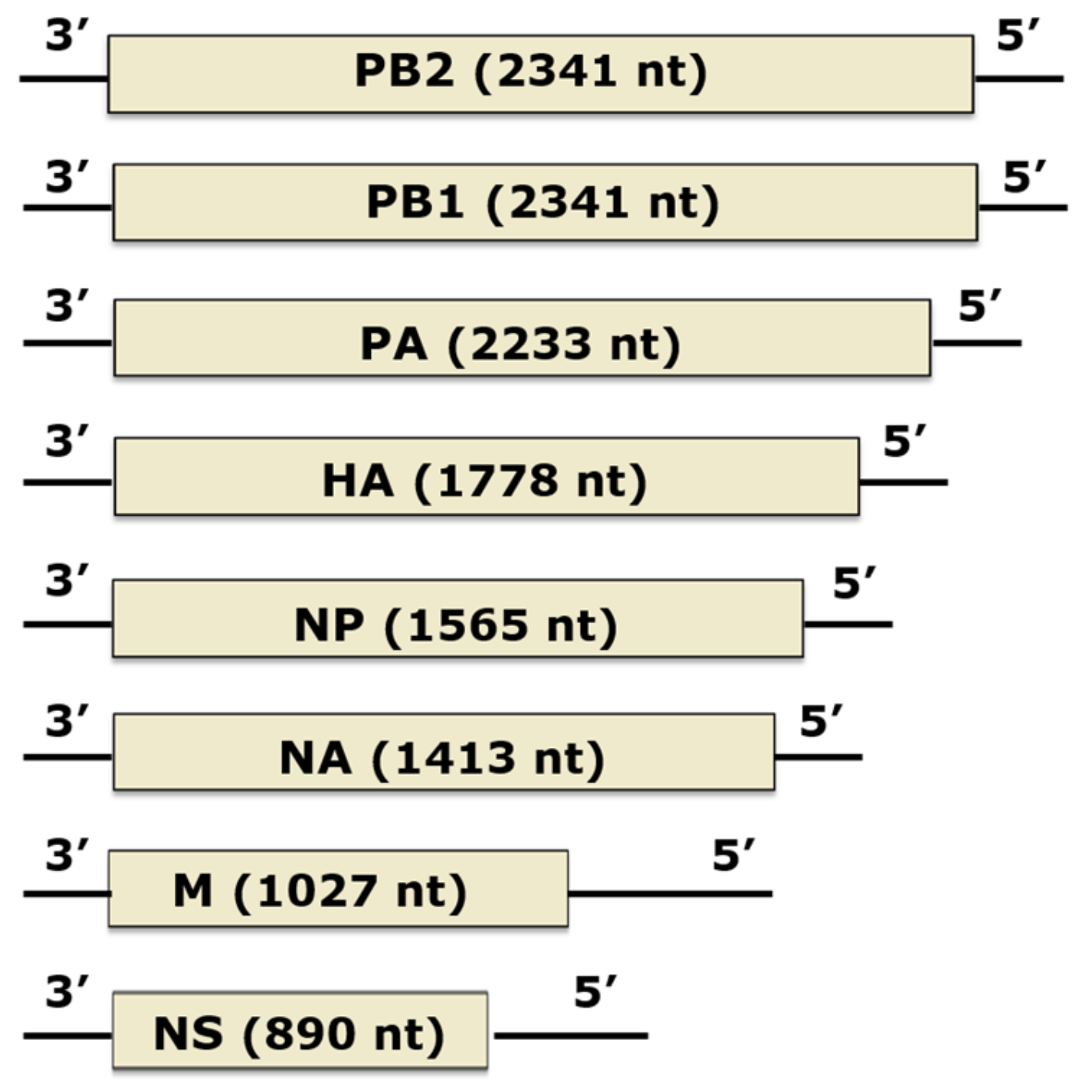 Viruses 11 00912 g005 Viruses 11 00912 g005