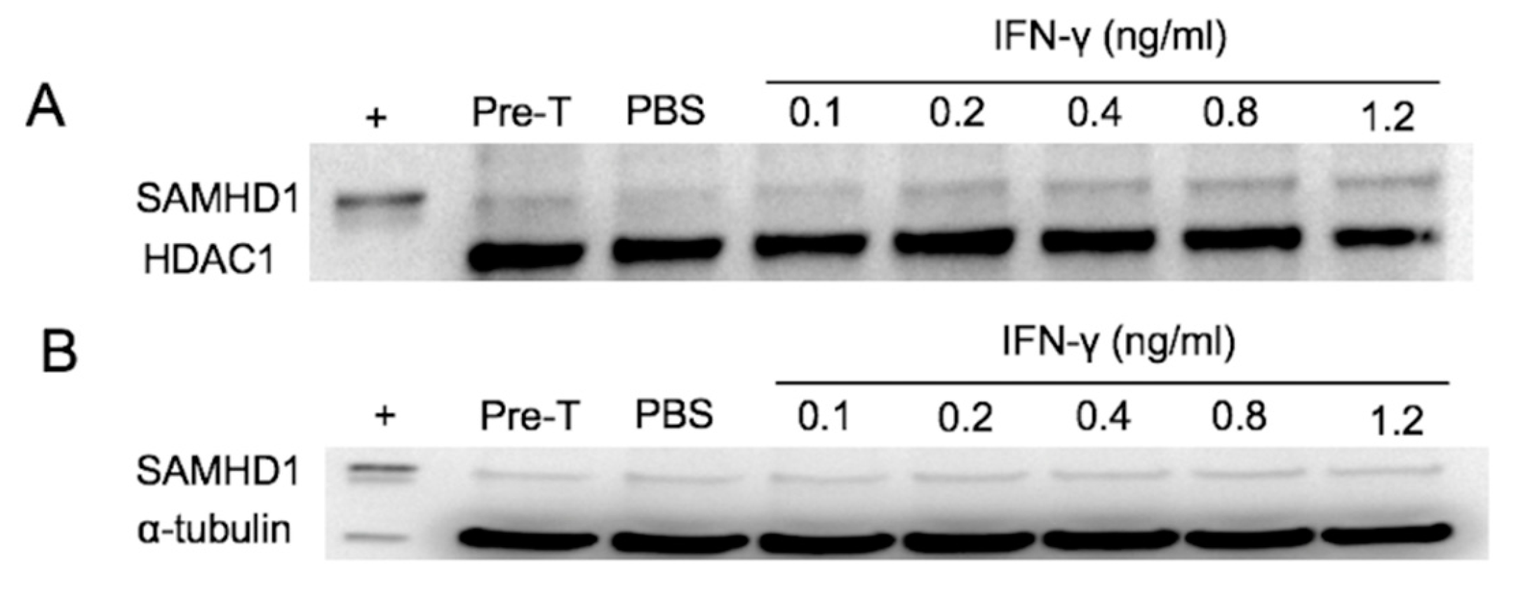 Viruses 11 00921 g002