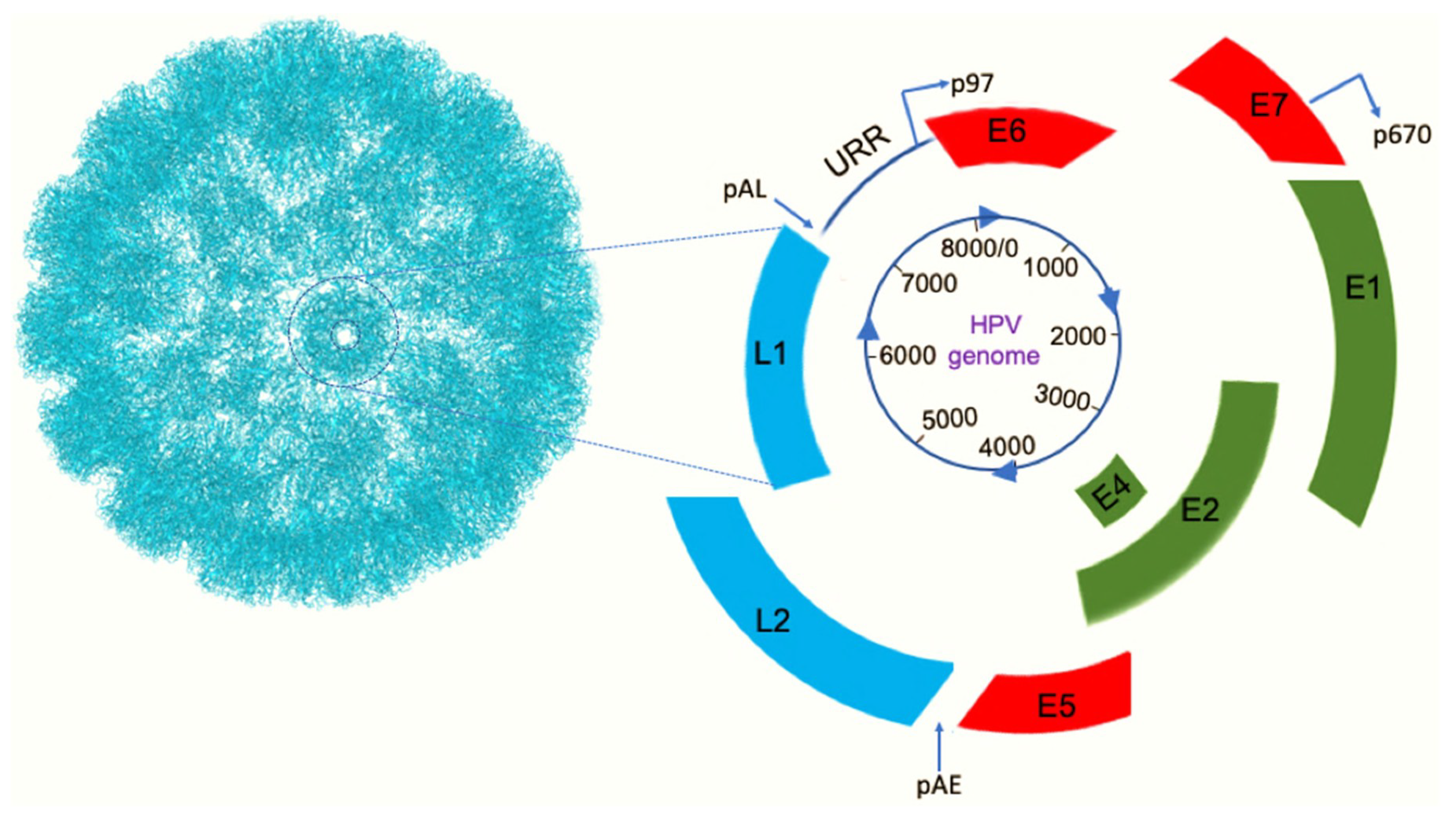 Viruses 11 00922 g001 Viruses 11 00922 g001