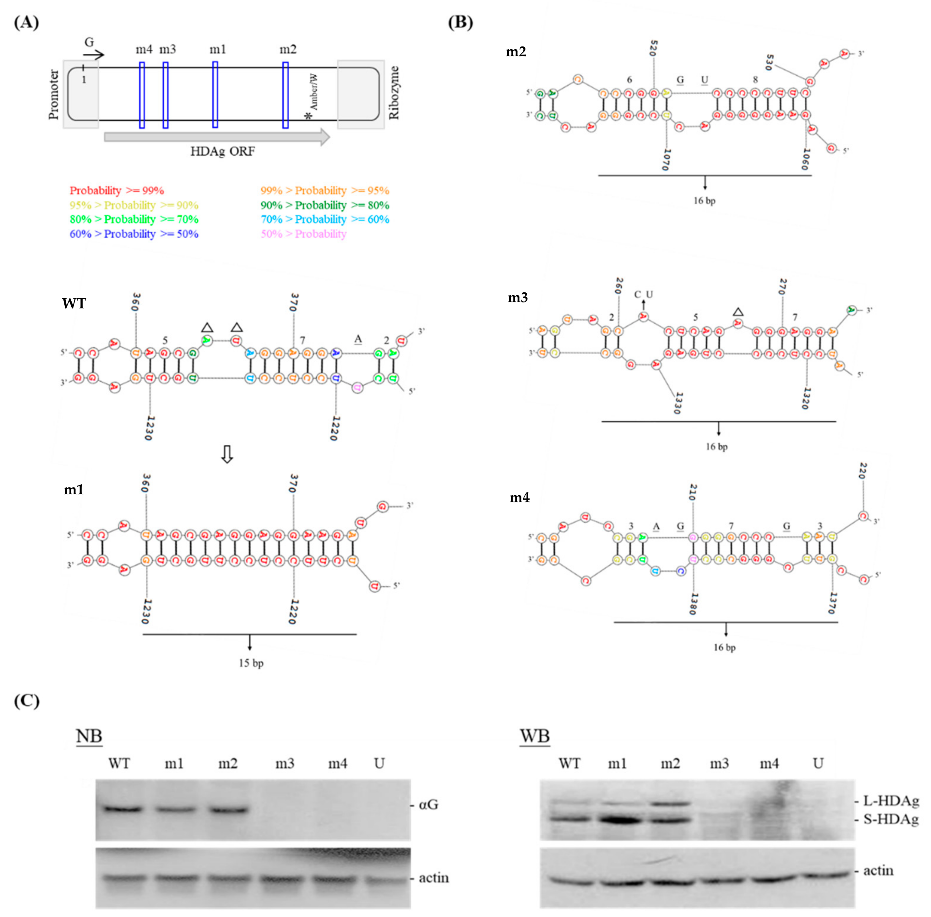 Viruses 11 00934 g001