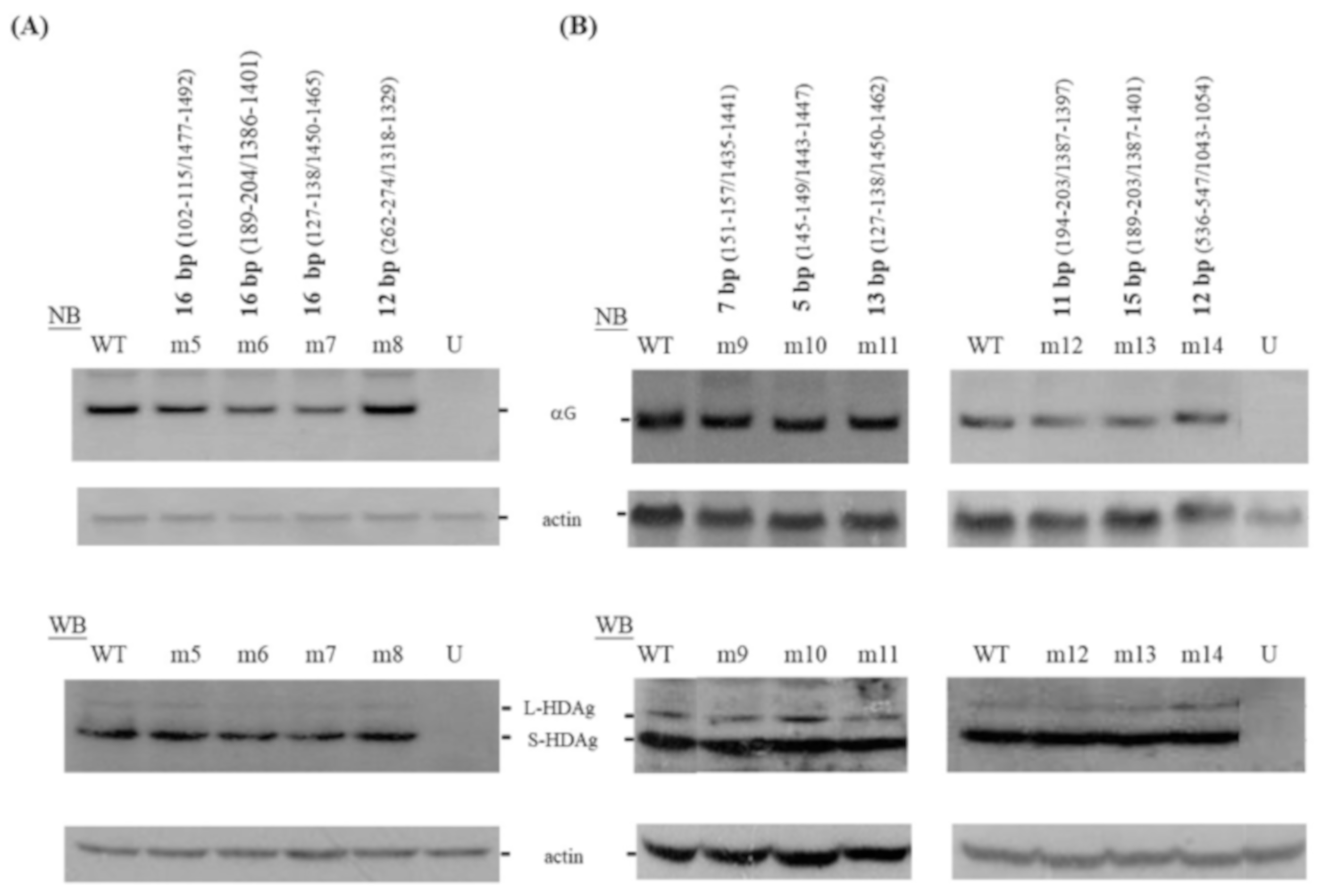 Viruses 11 00934 g002