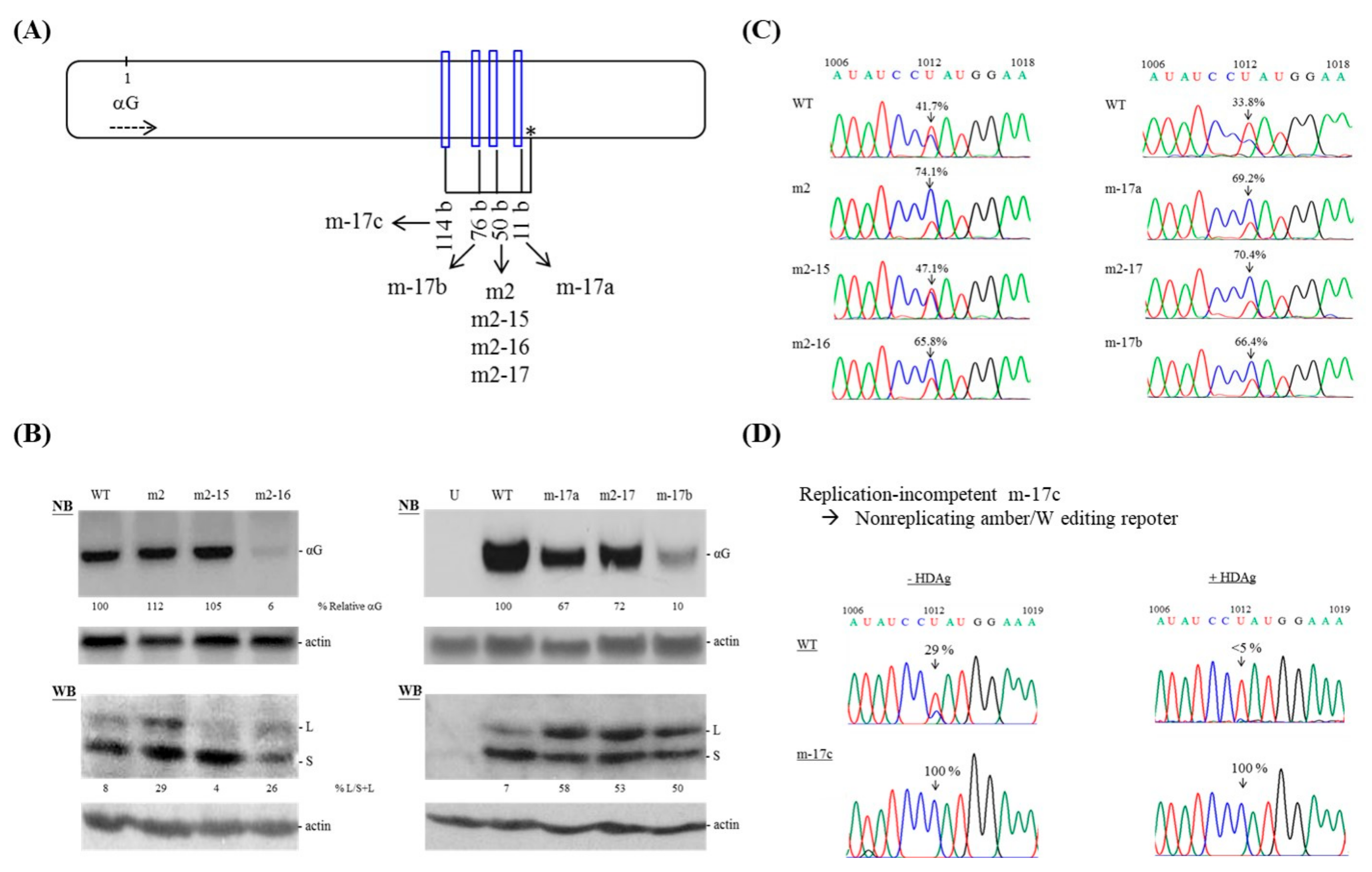Viruses 11 00934 g004