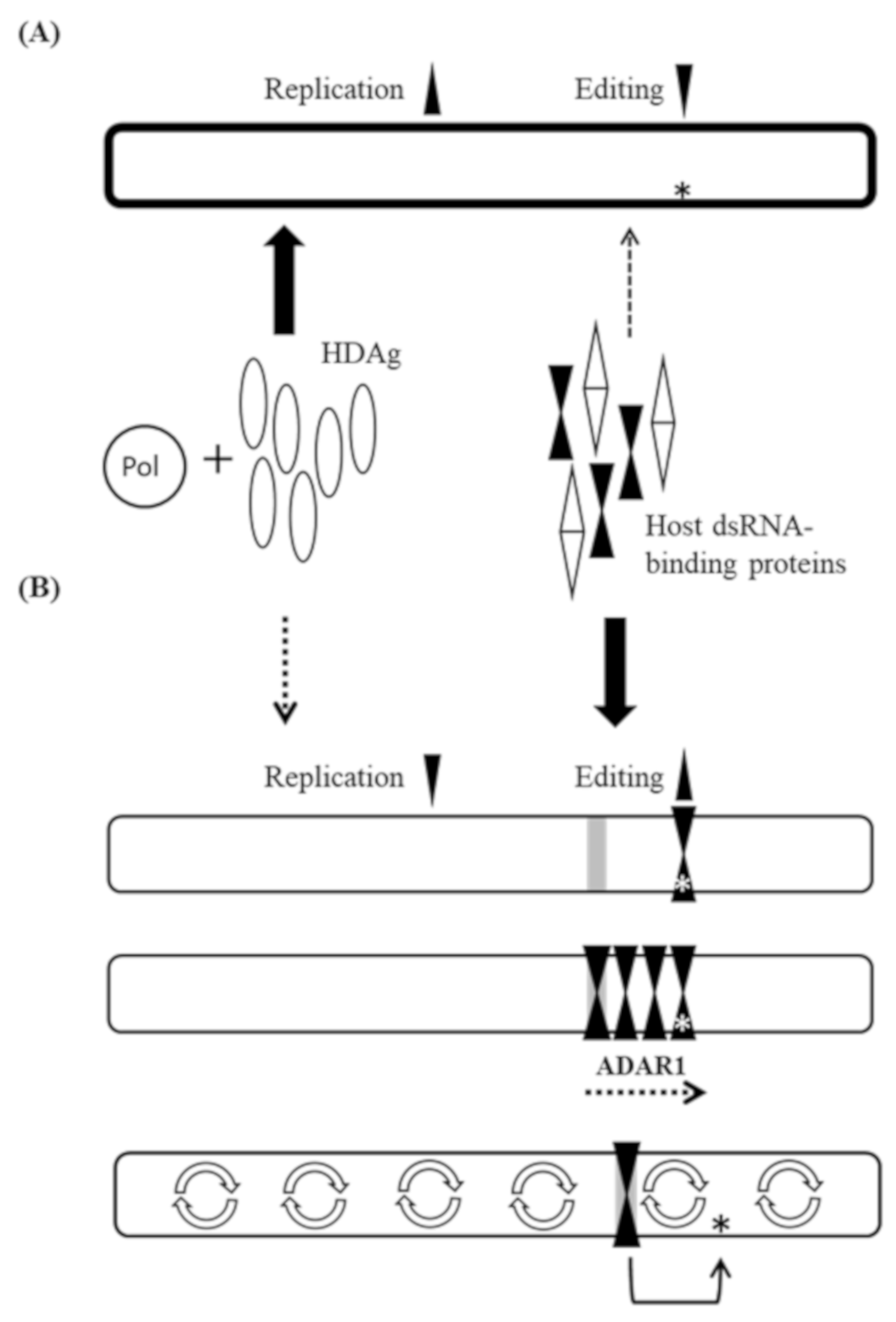 Viruses 11 00934 g005