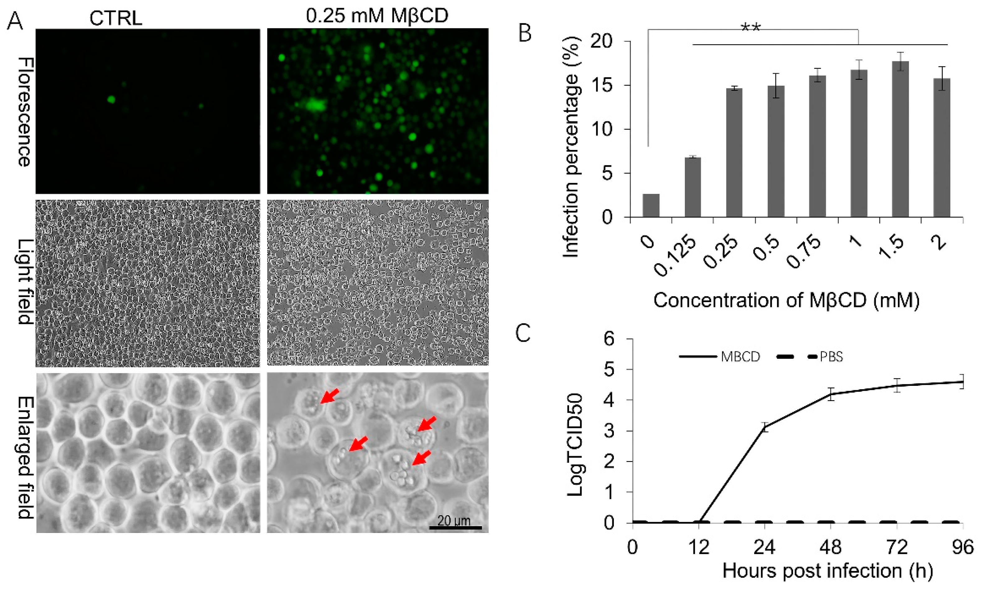 Viruses 11 00937 g001