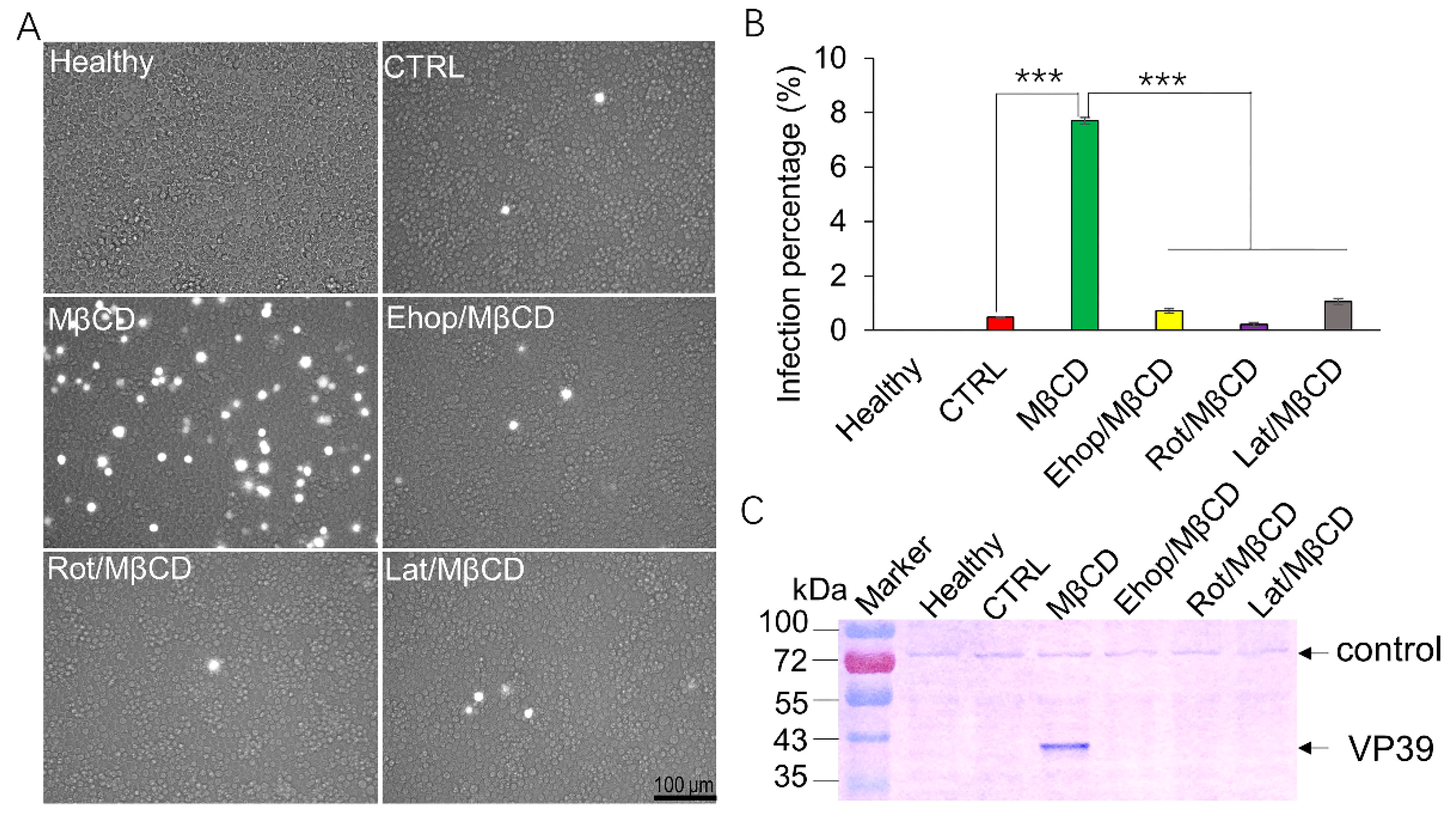 Viruses 11 00937 g003