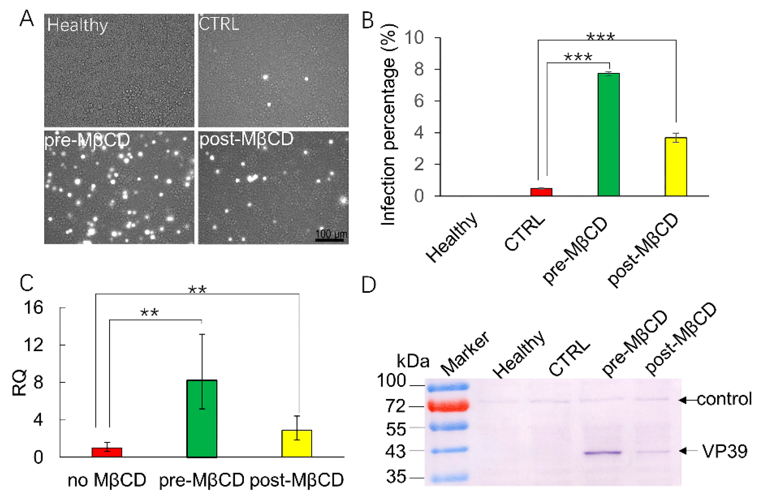 Viruses 11 00937 g004