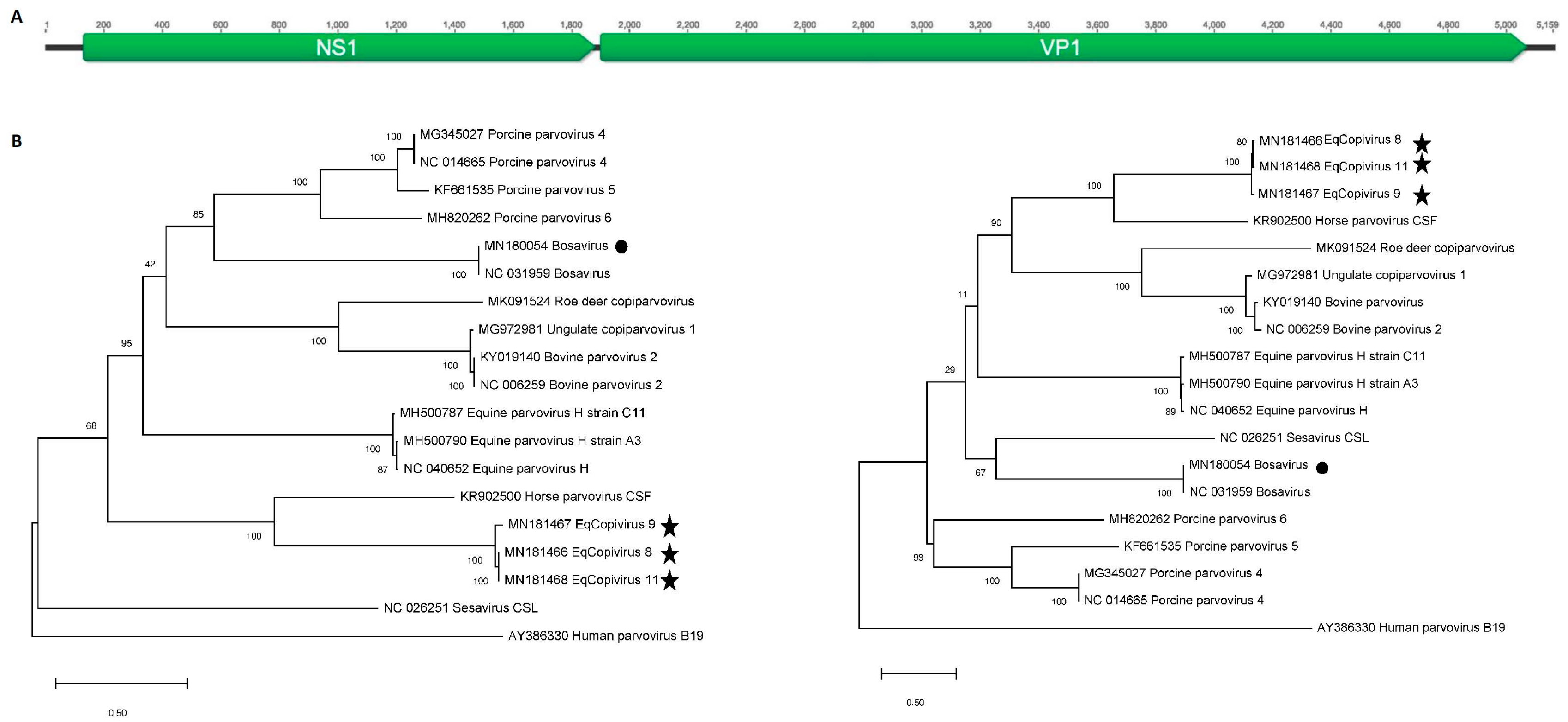 Viruses 11 00942 g001