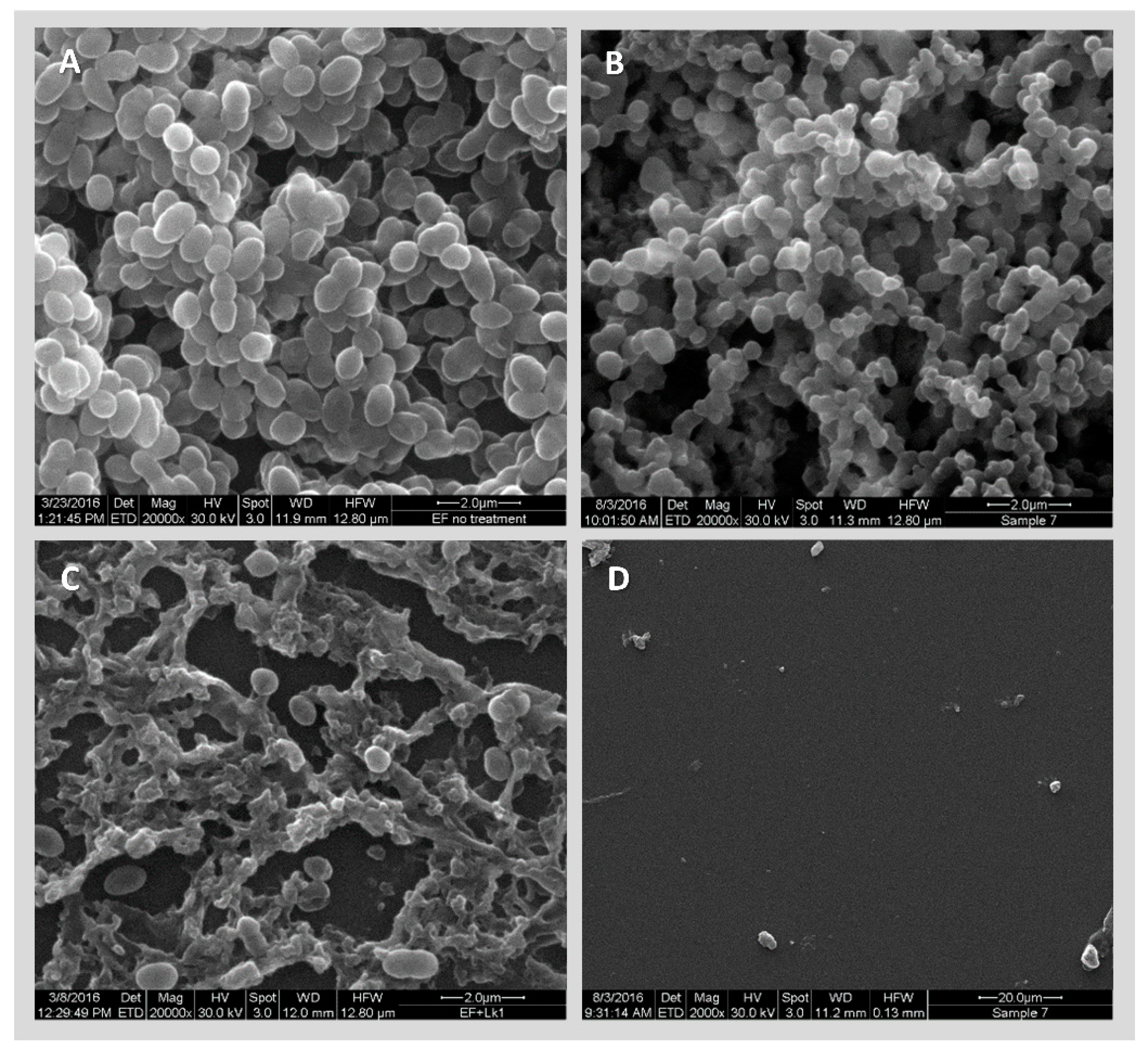 Viruses 11 00954 g006