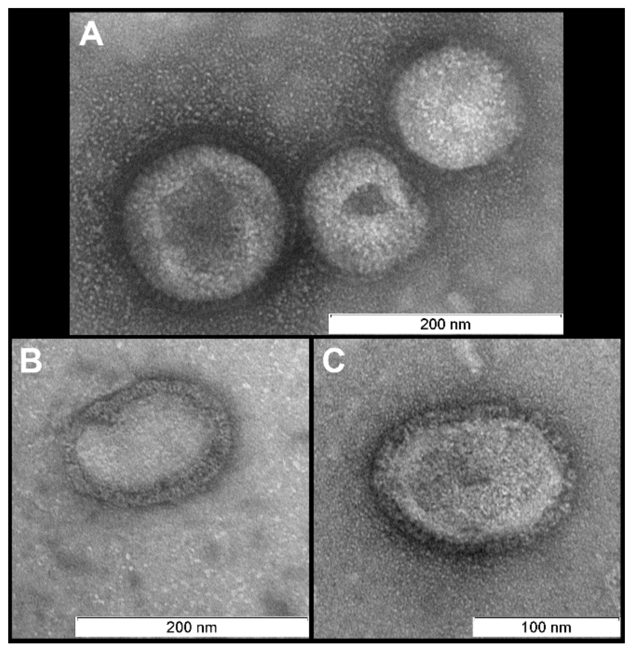 Viruses 11 00955 g001 Viruses 11 00955 g001