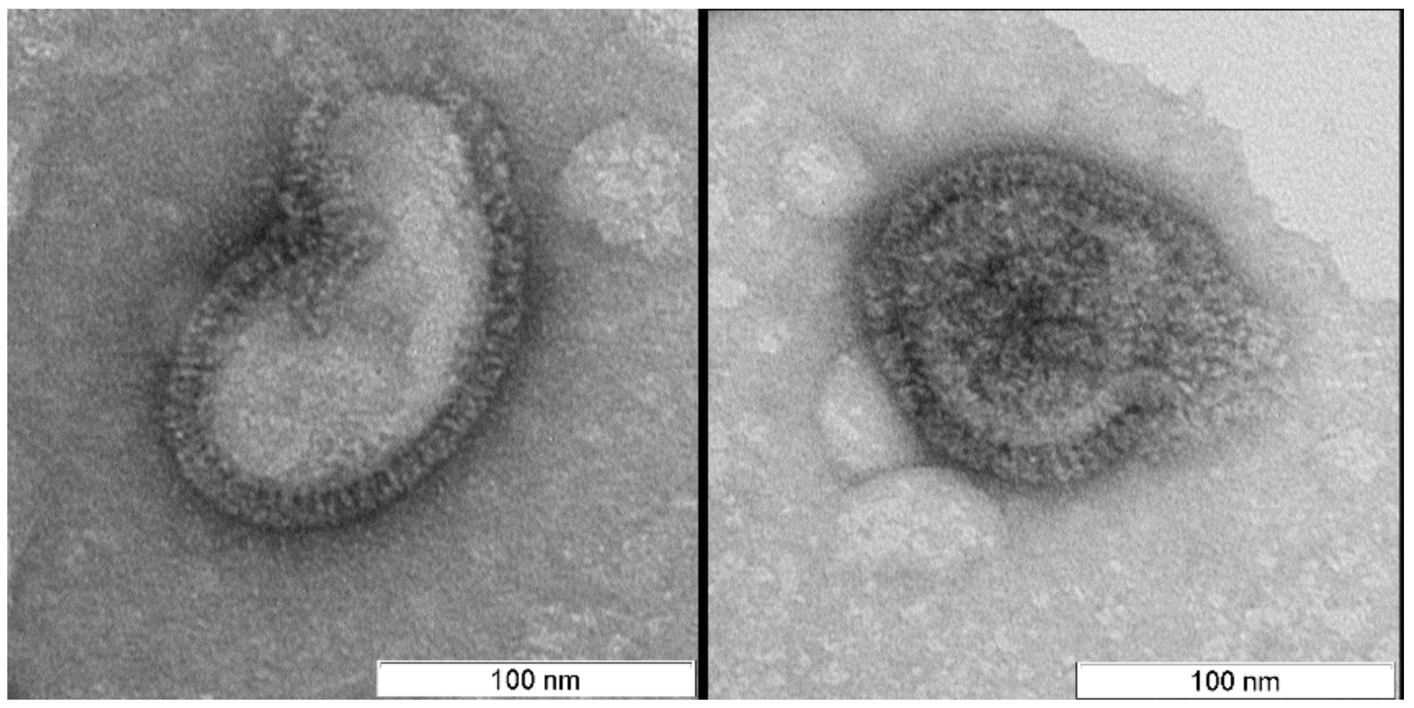 Viruses 11 00955 g002 Viruses 11 00955 g002