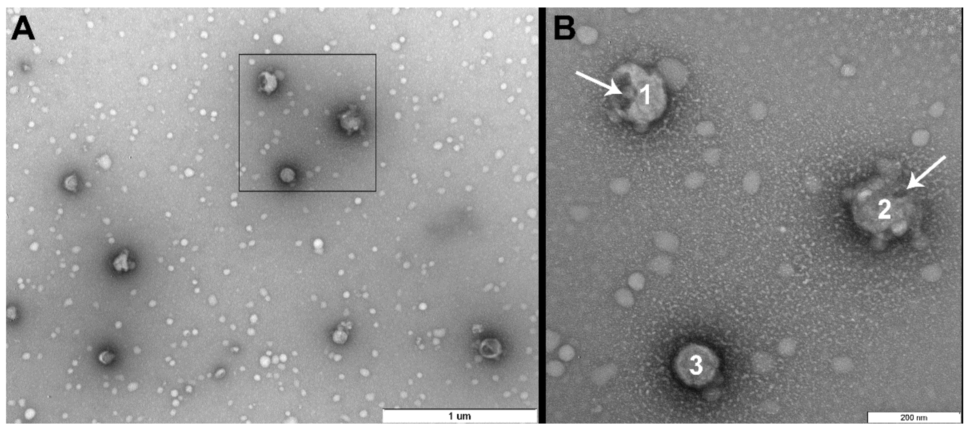 Viruses 11 00955 g005 Viruses 11 00955 g005