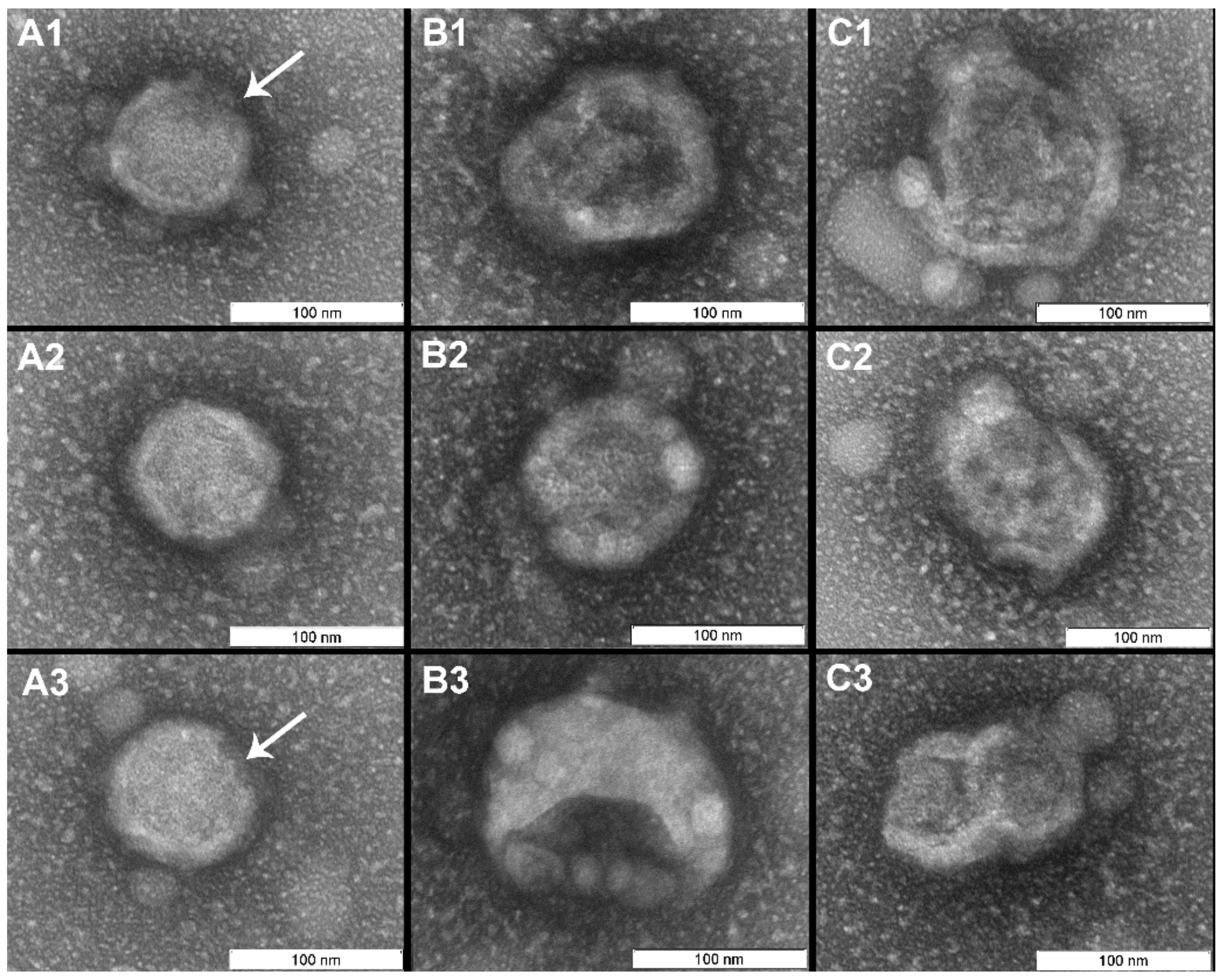 Viruses 11 00955 g006 Viruses 11 00955 g006