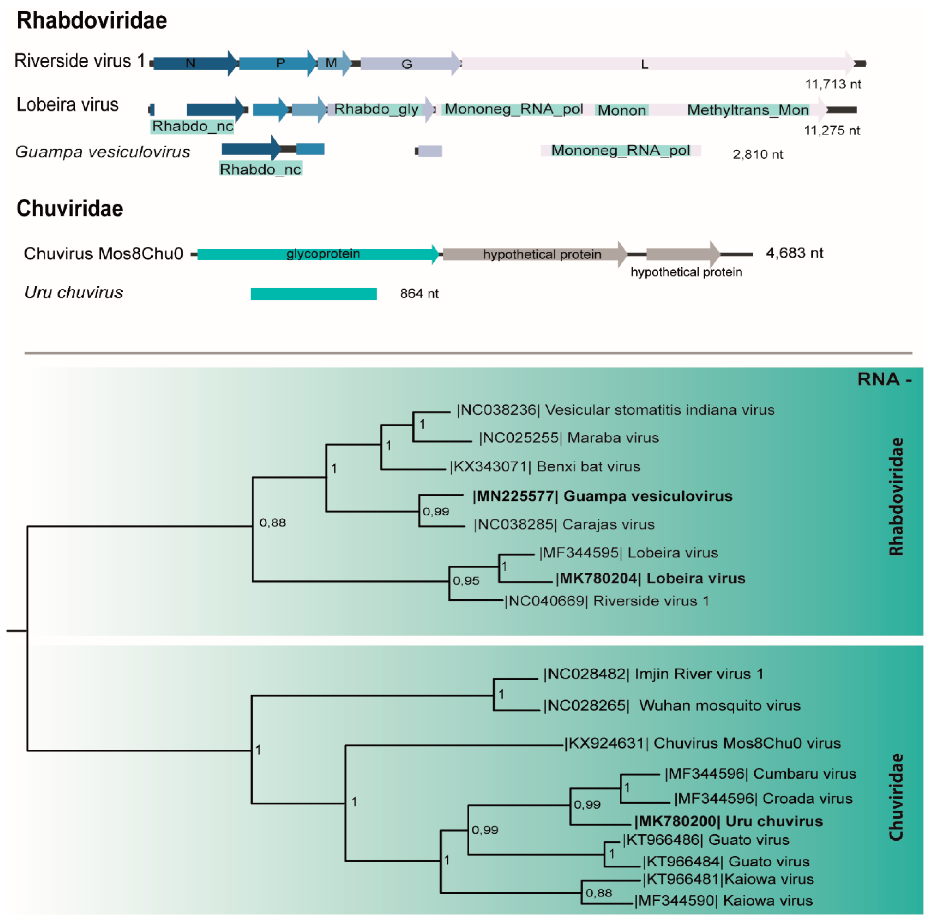 Viruses 11 00957 g004 Viruses 11 00957 g004