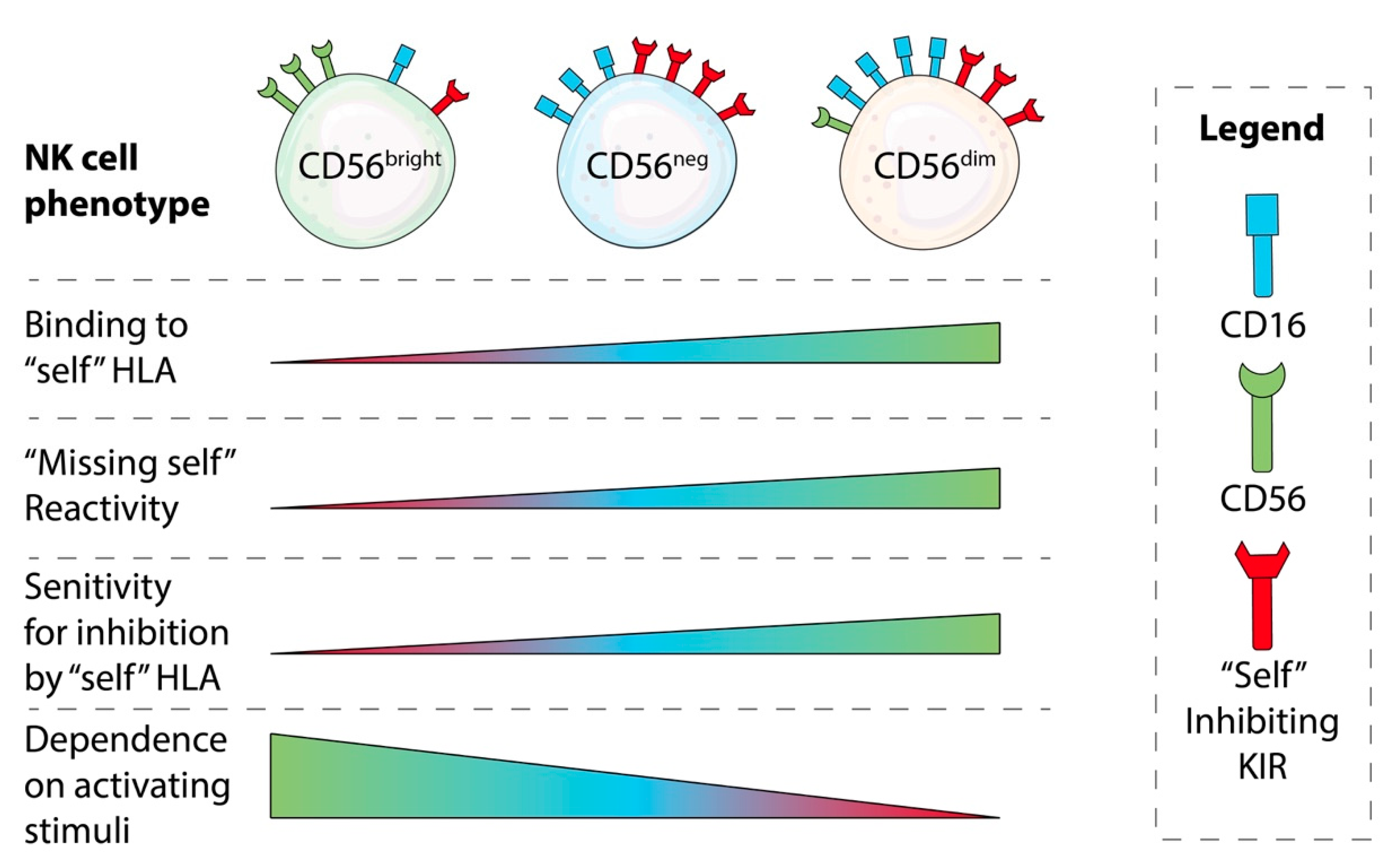 Viruses 11 00959 g001