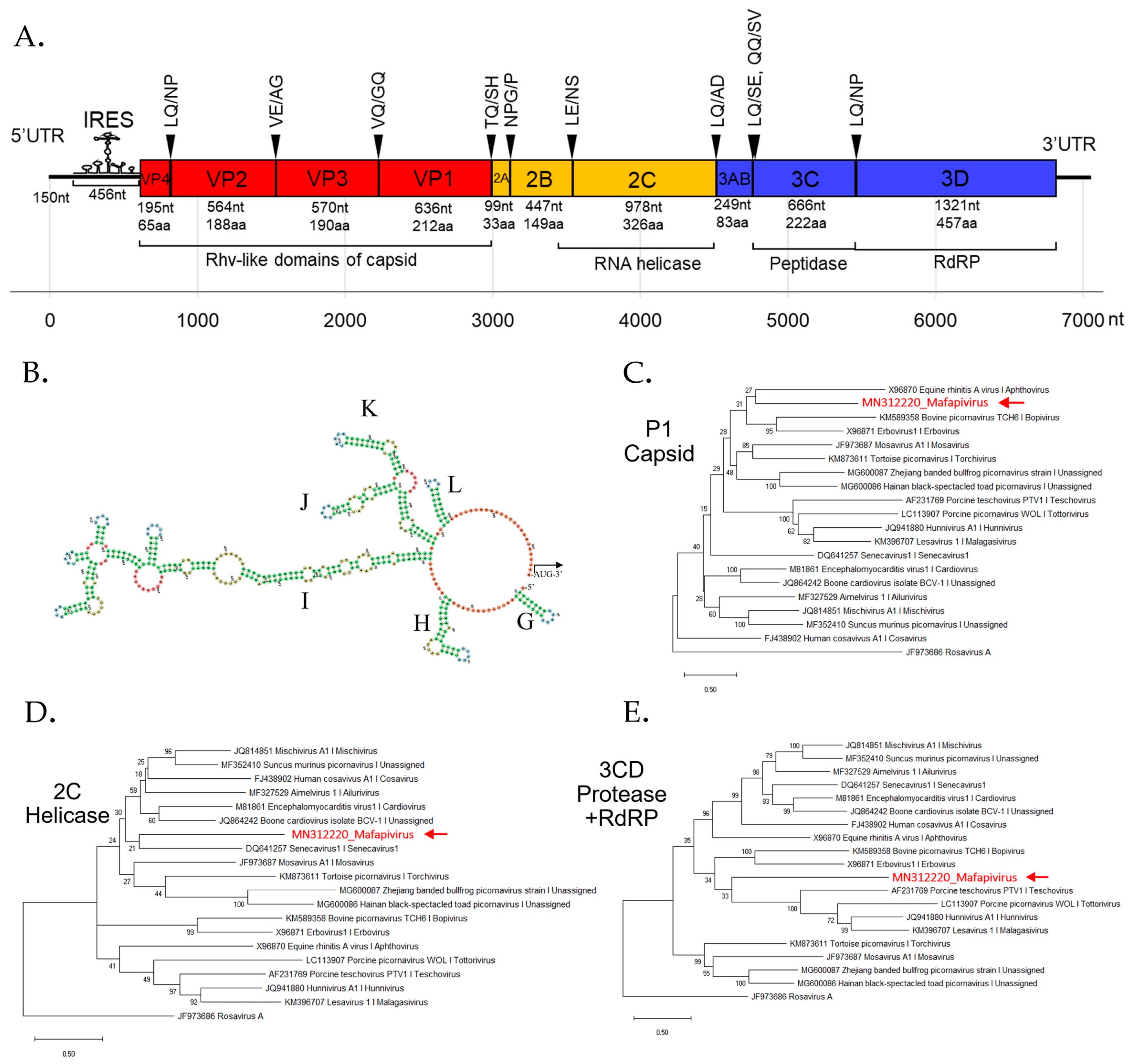 Viruses 11 00971 g003
