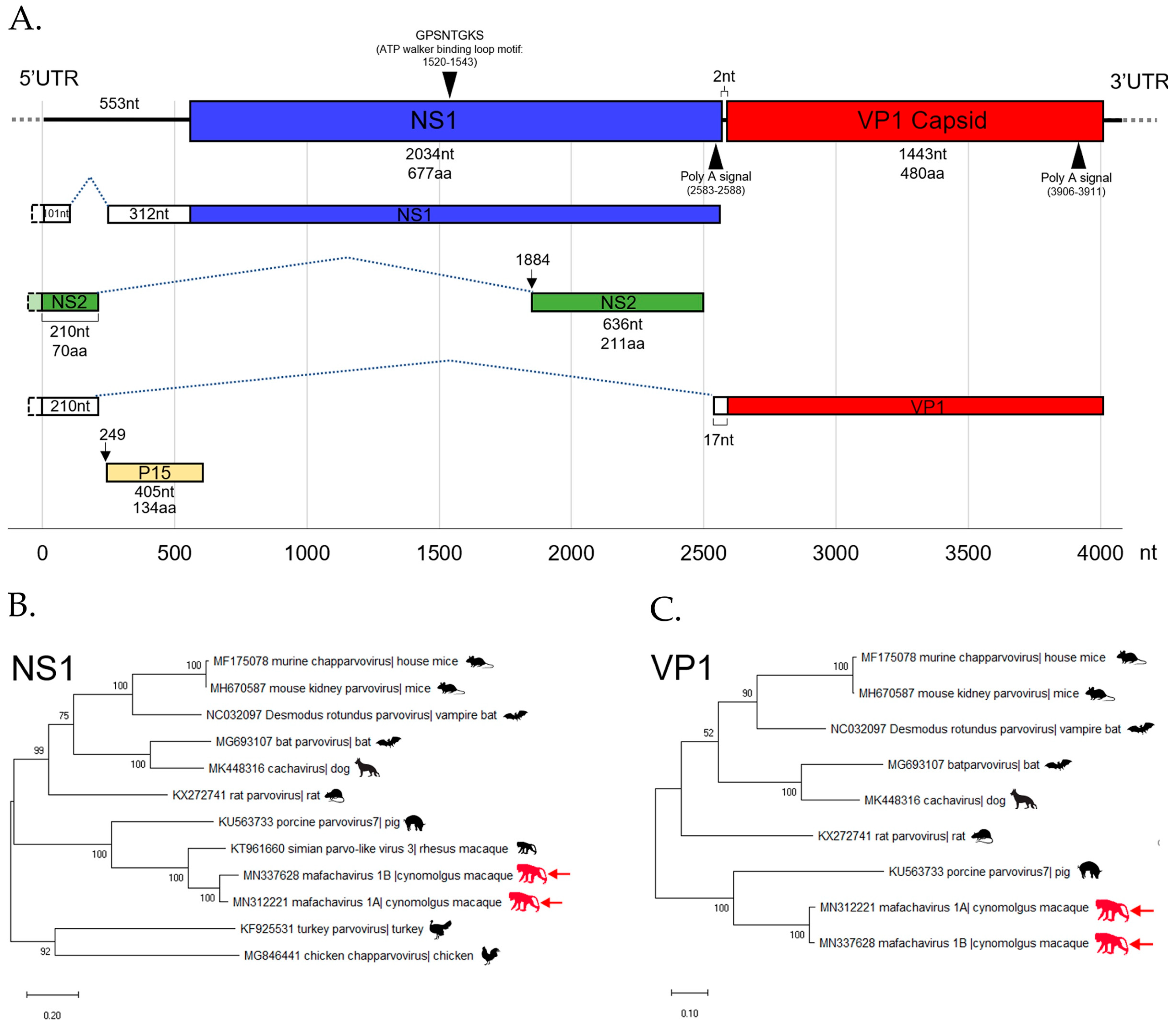 Viruses 11 00971 g005