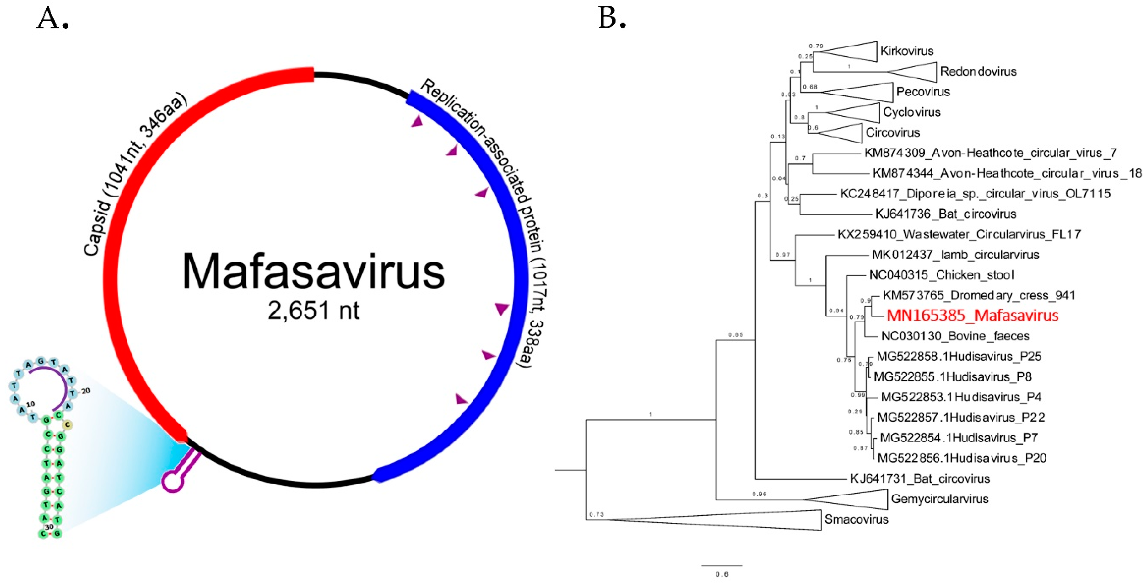 Viruses 11 00971 g006