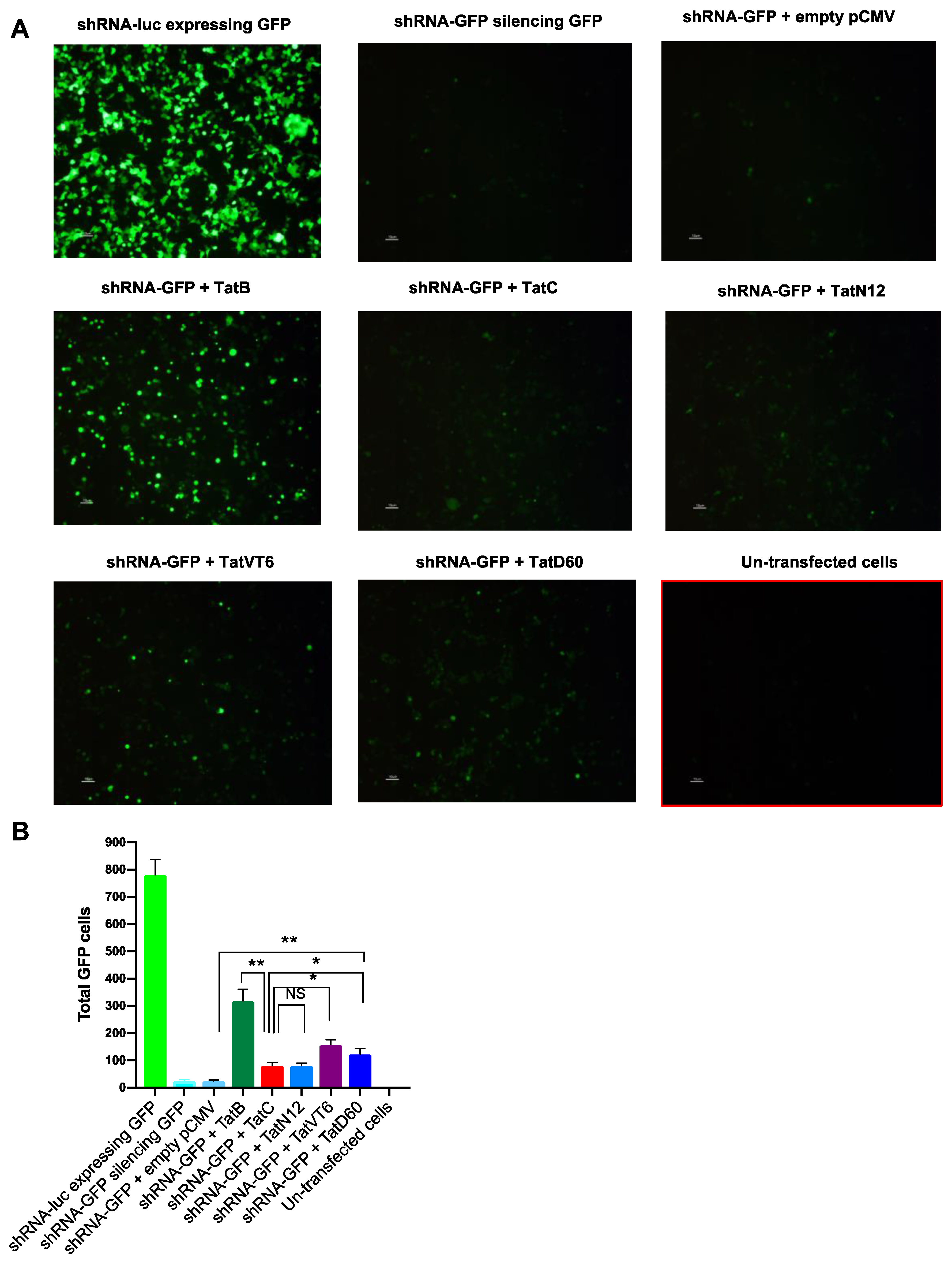 Viruses 11 00976 g003