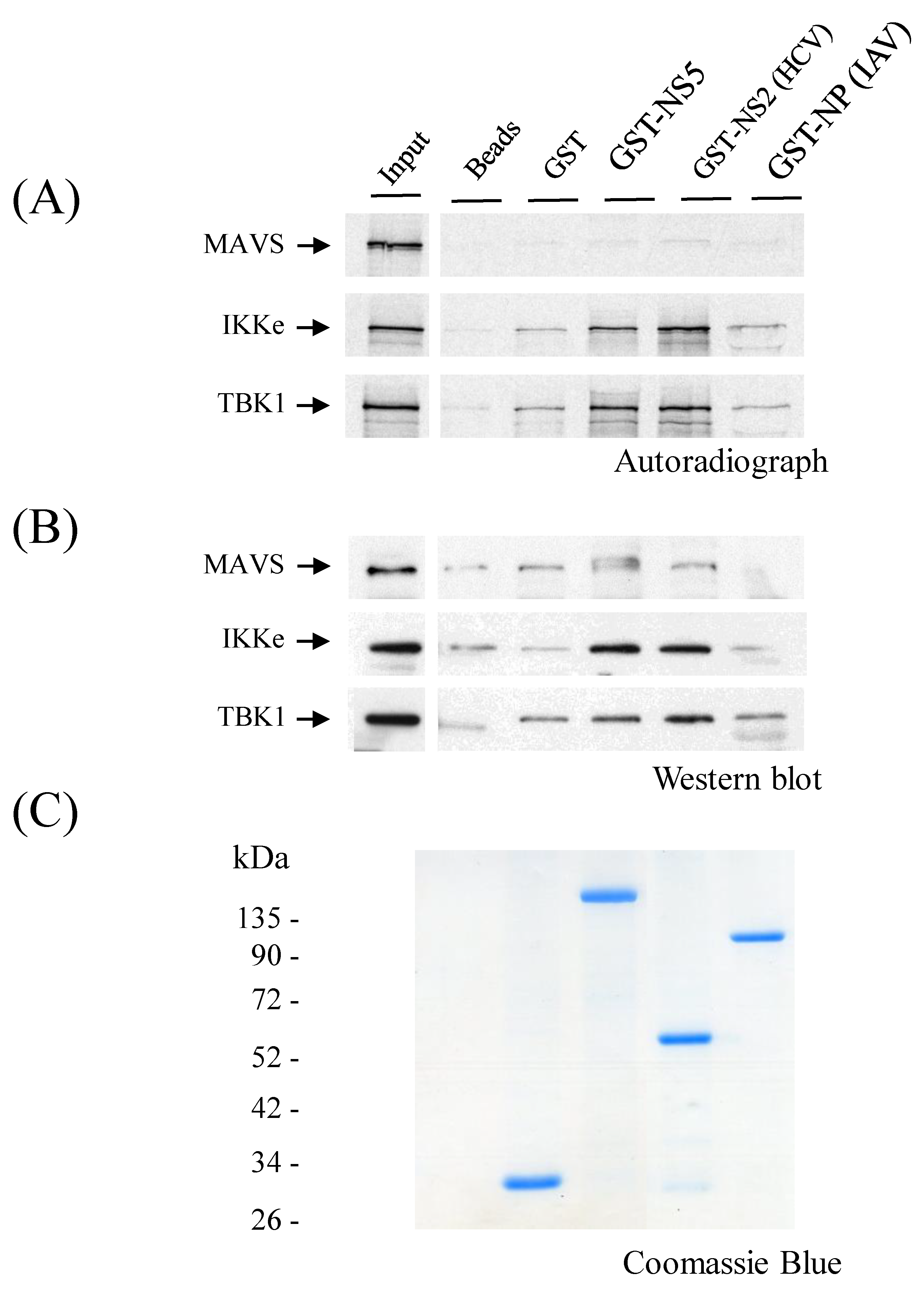 Viruses 11 01024 g008