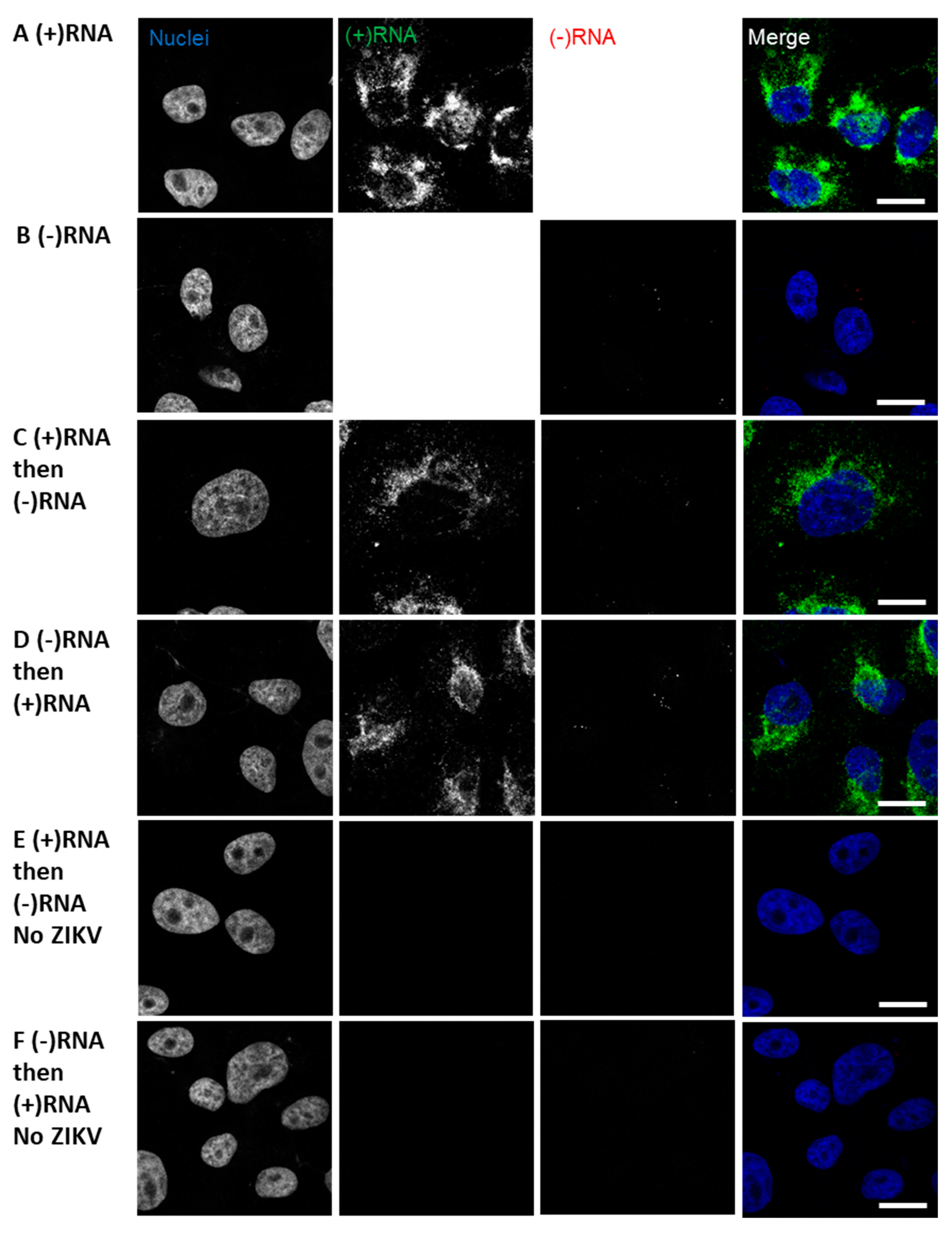 Viruses 11 01039 g003a