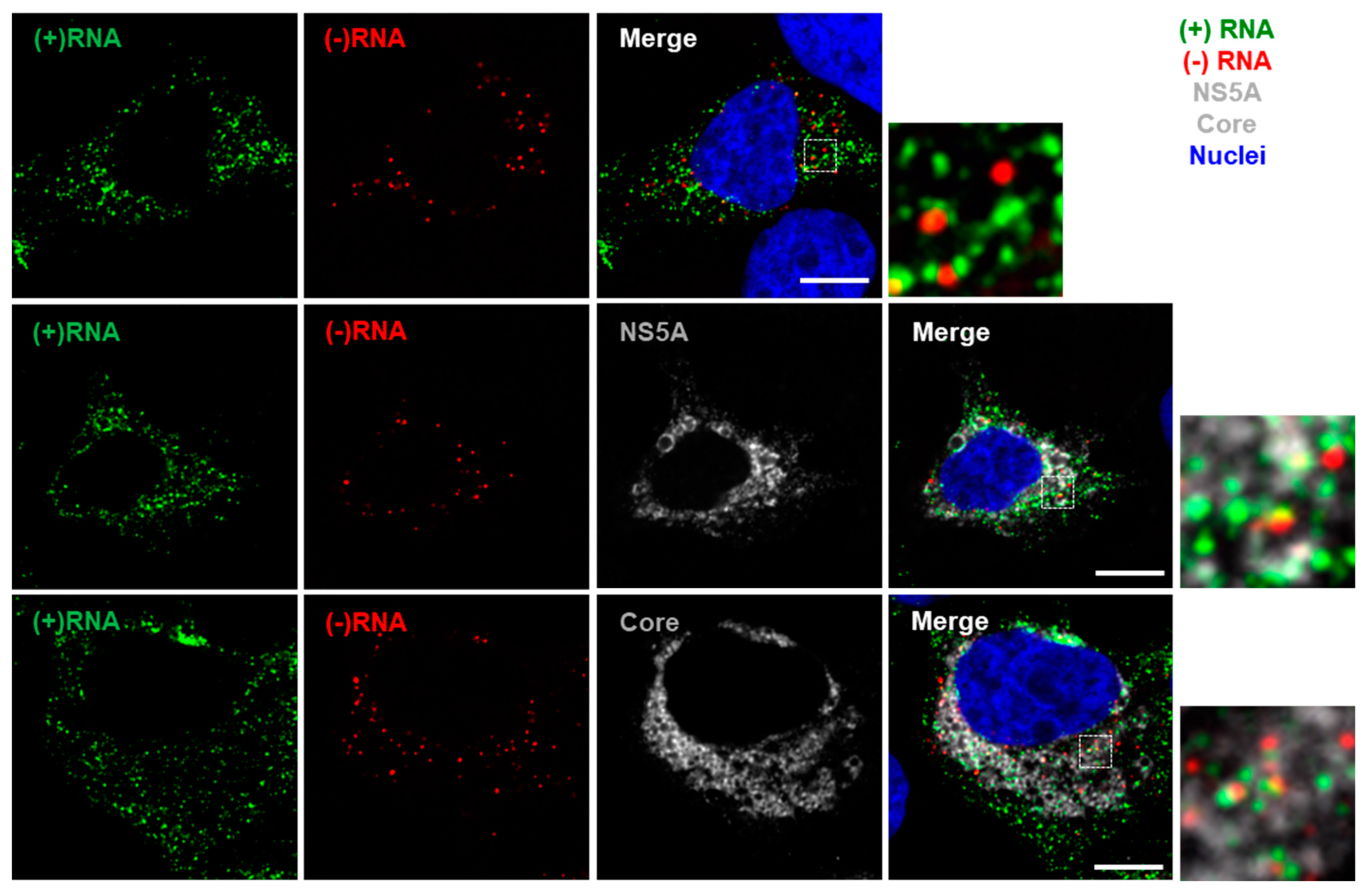 Viruses 11 01039 g004