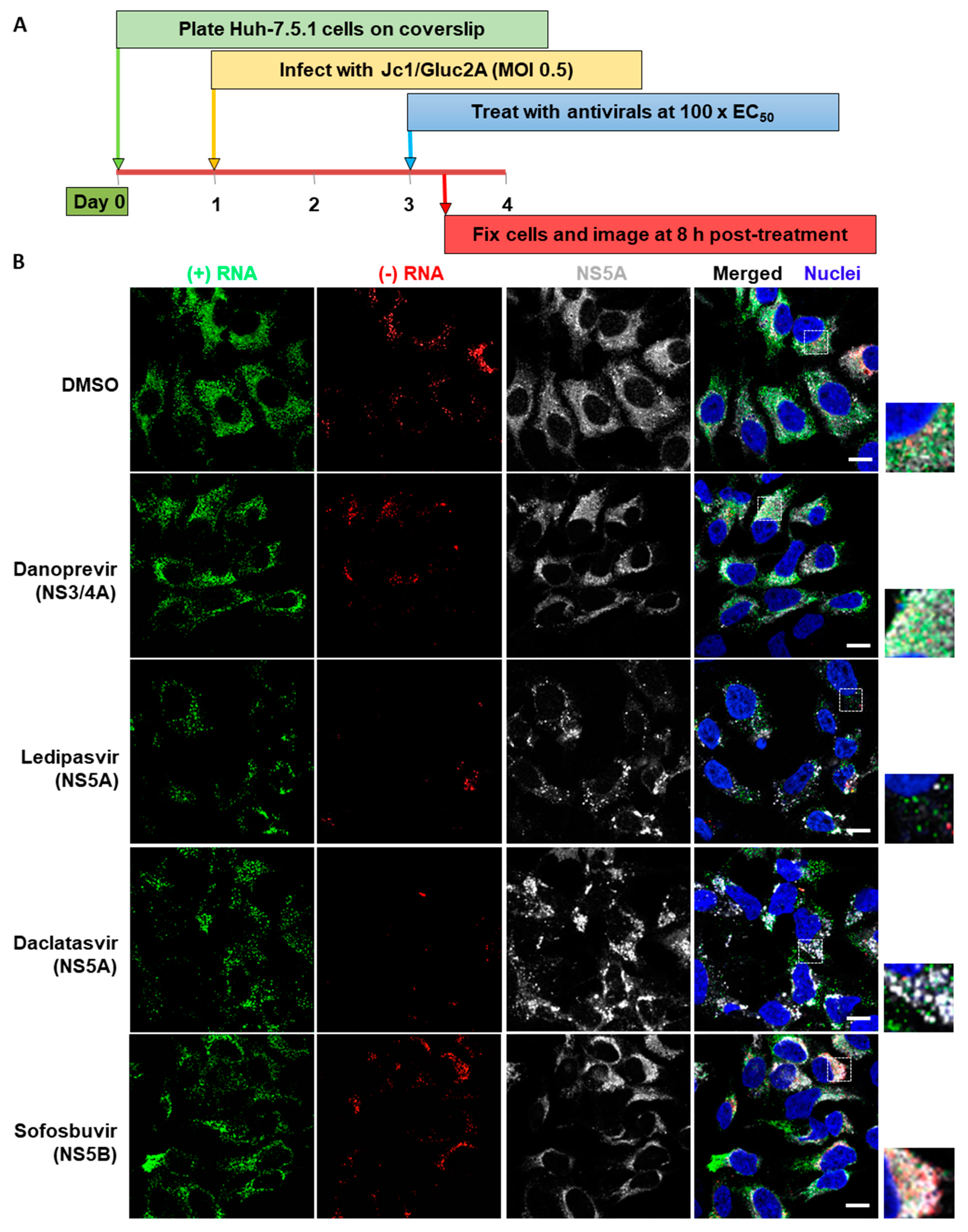 Viruses 11 01039 g005a