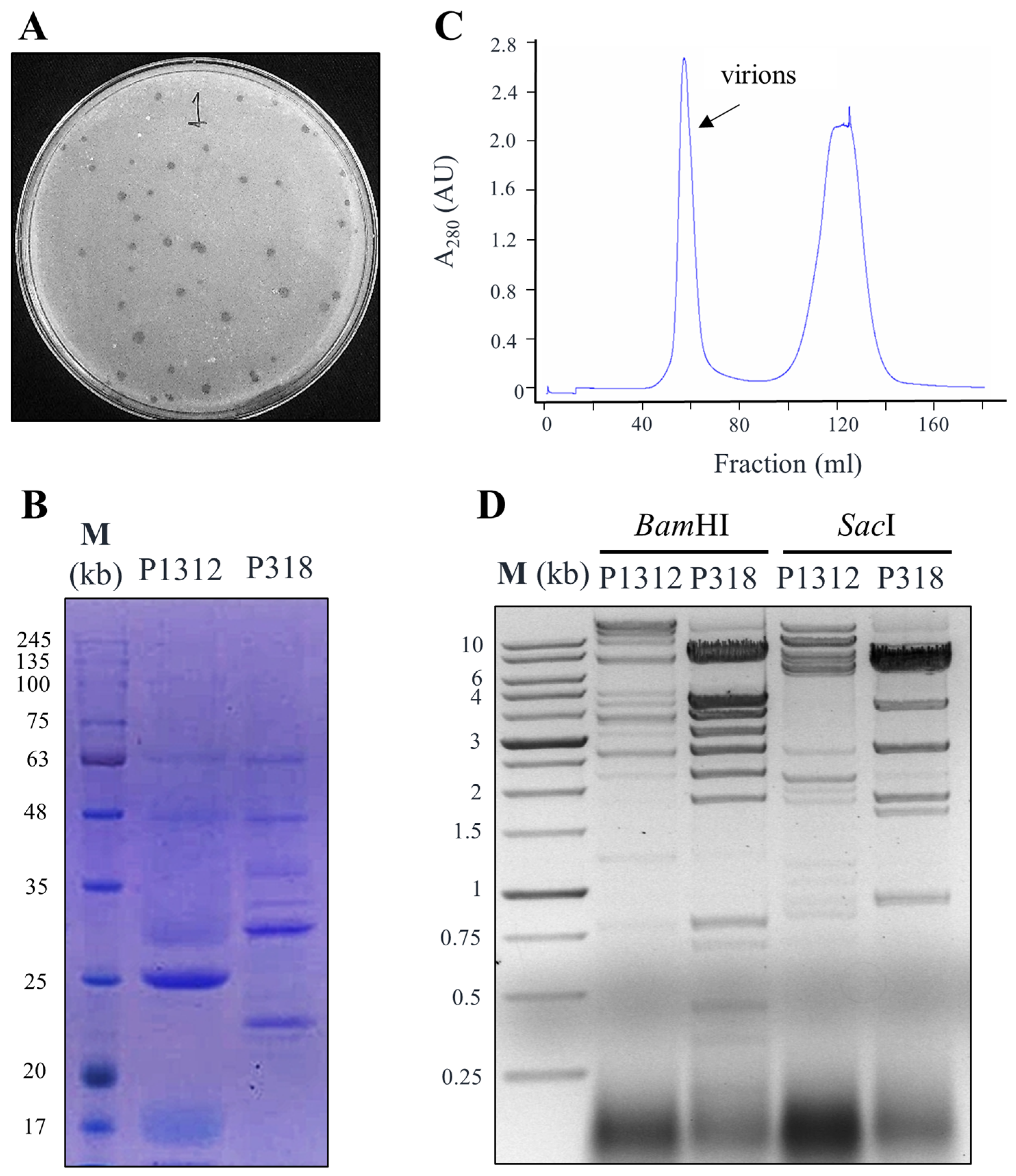 Viruses 11 01042 g001
