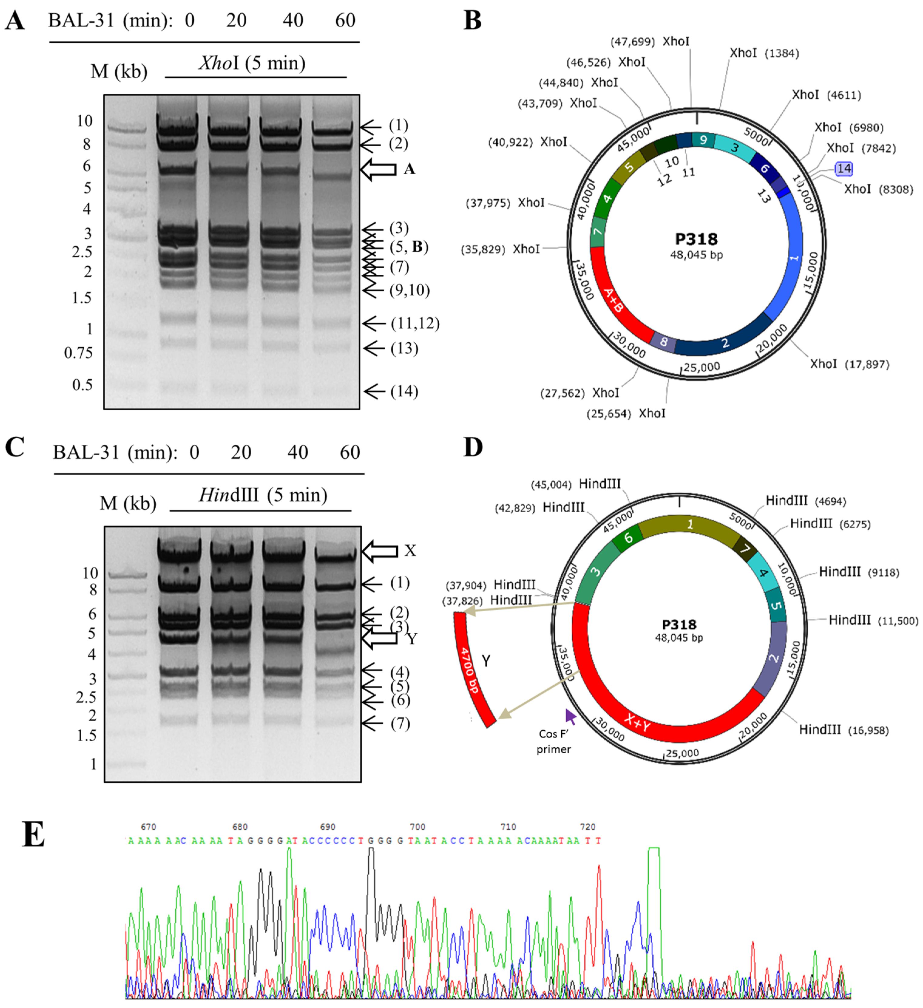Viruses 11 01042 g004