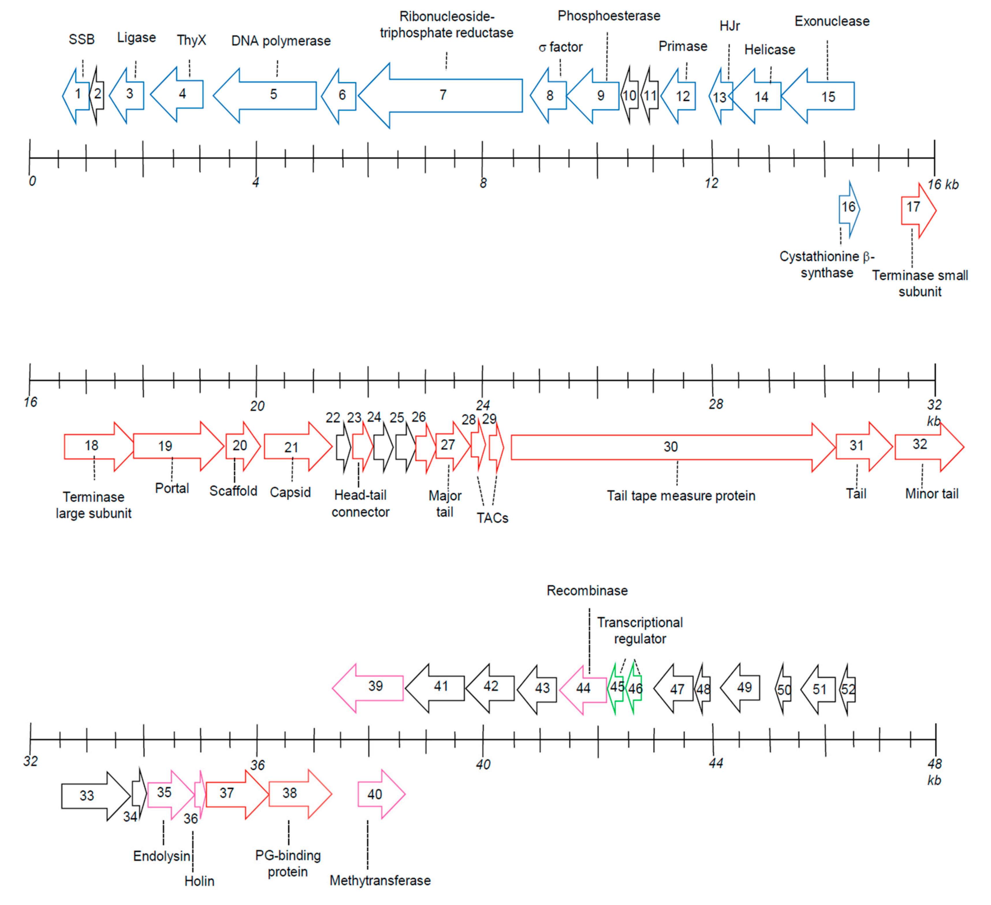 Viruses 11 01042 g005