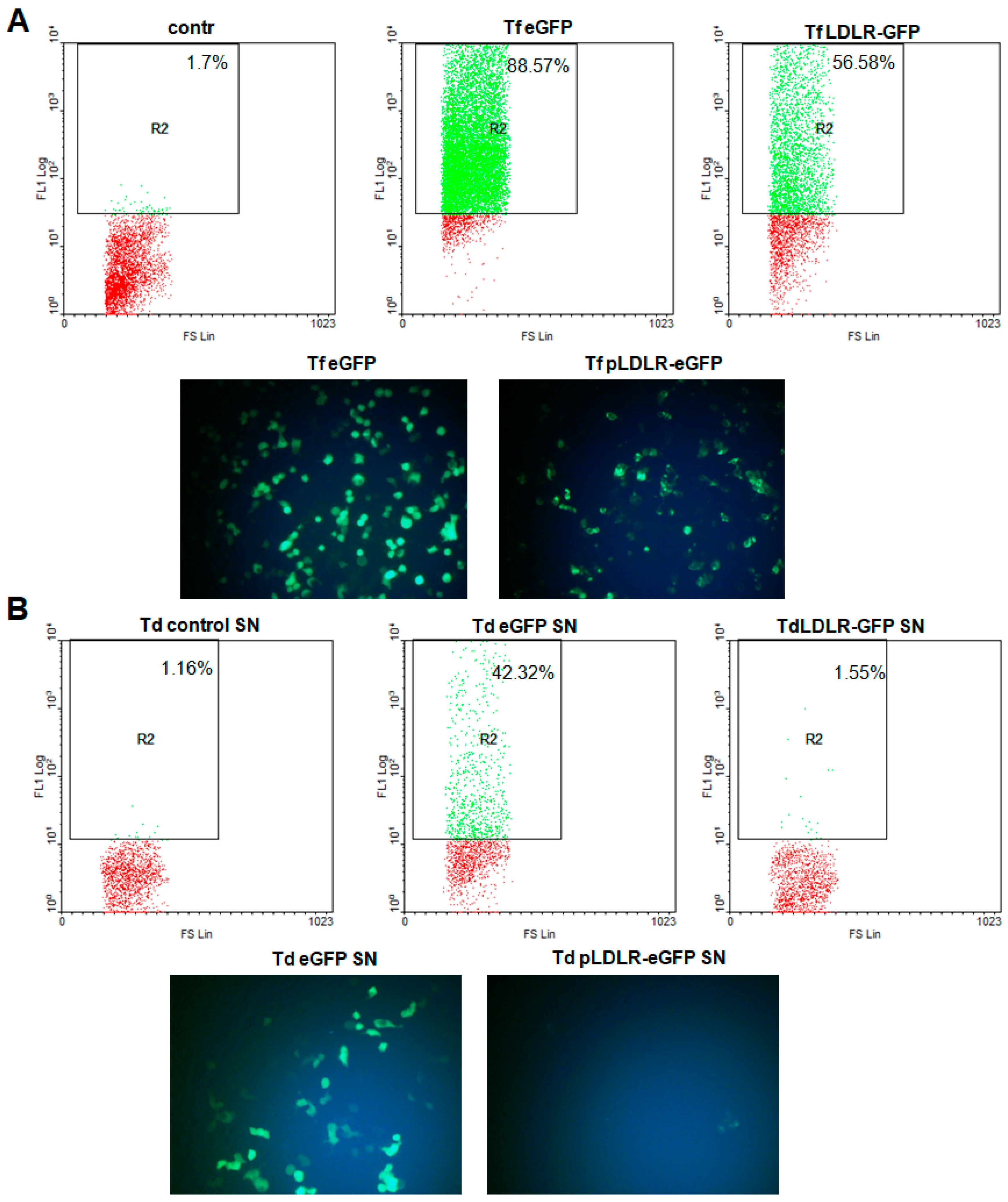 Viruses 11 01063 g001