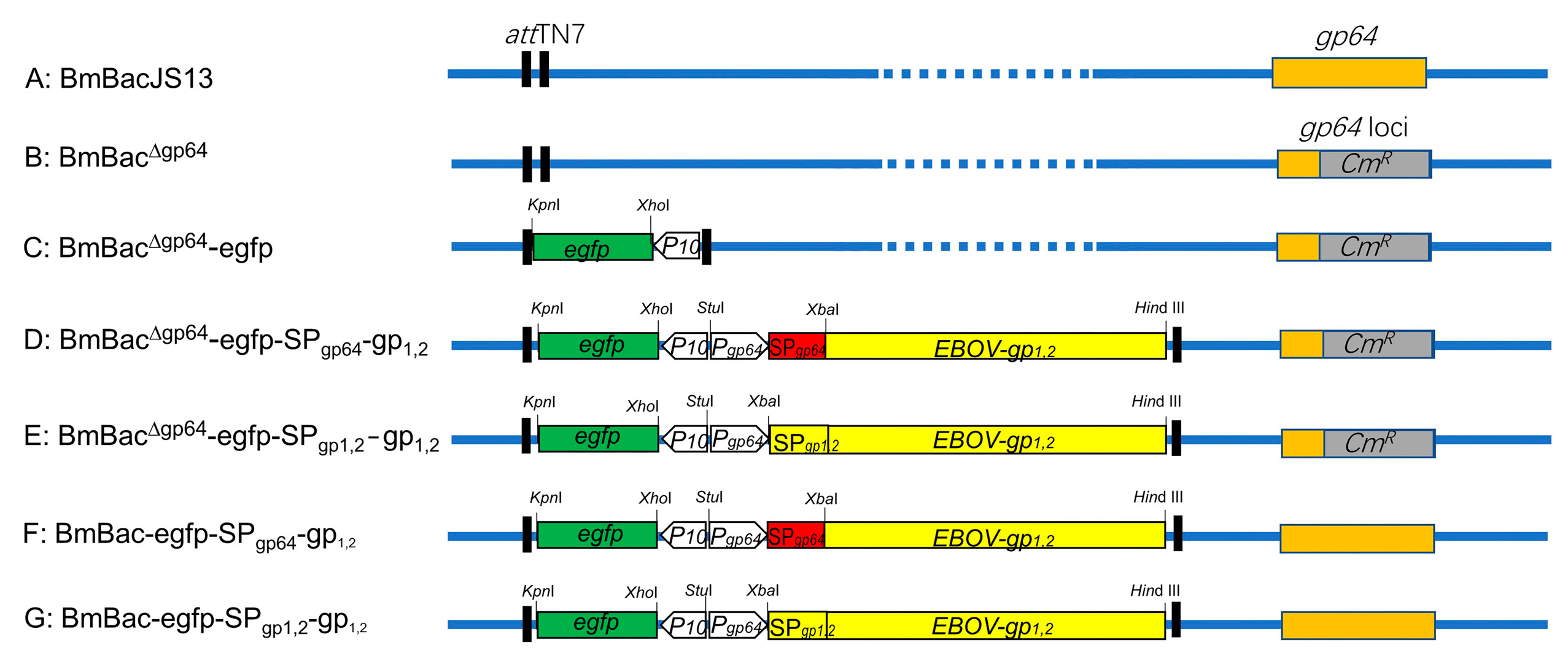 Viruses 11 01067 g001