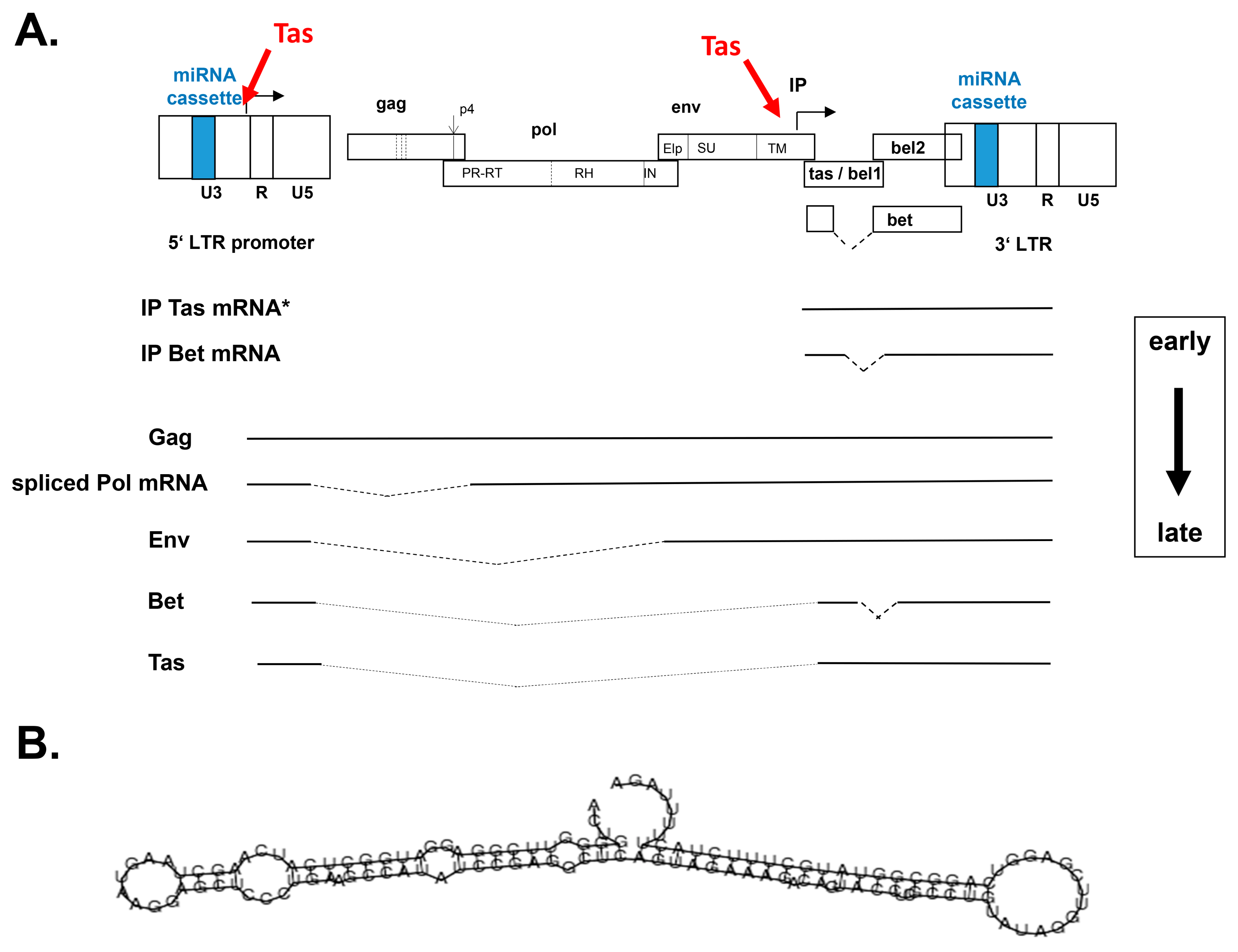 Viruses 11 01084 g002