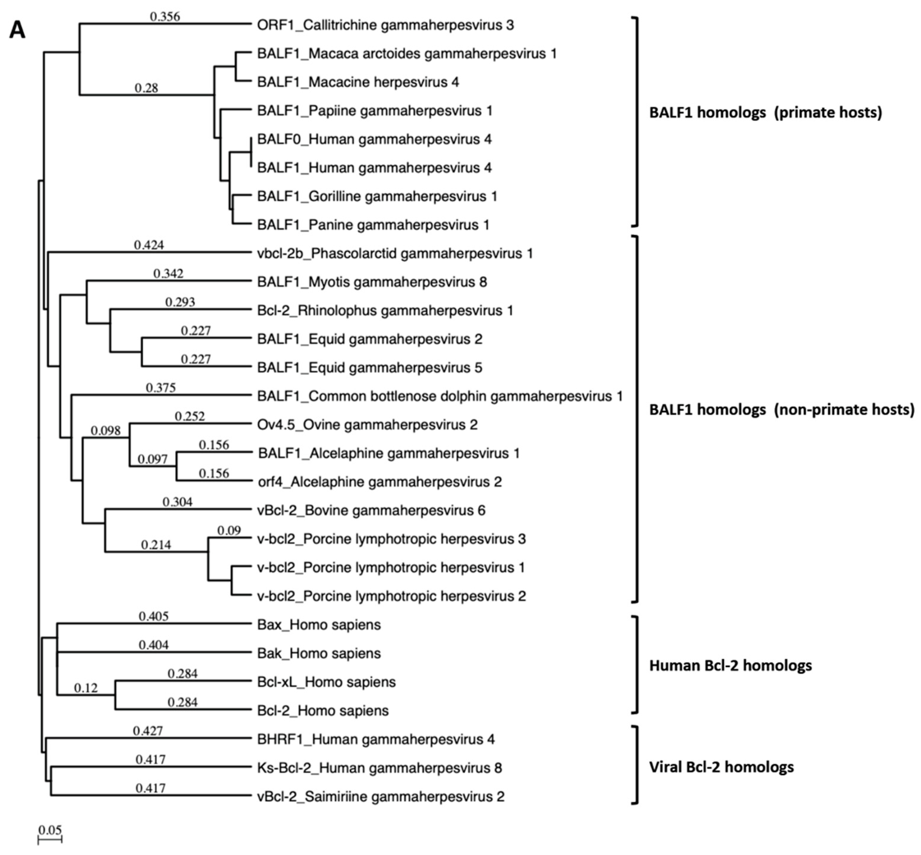 Viruses 11 01099 g001a