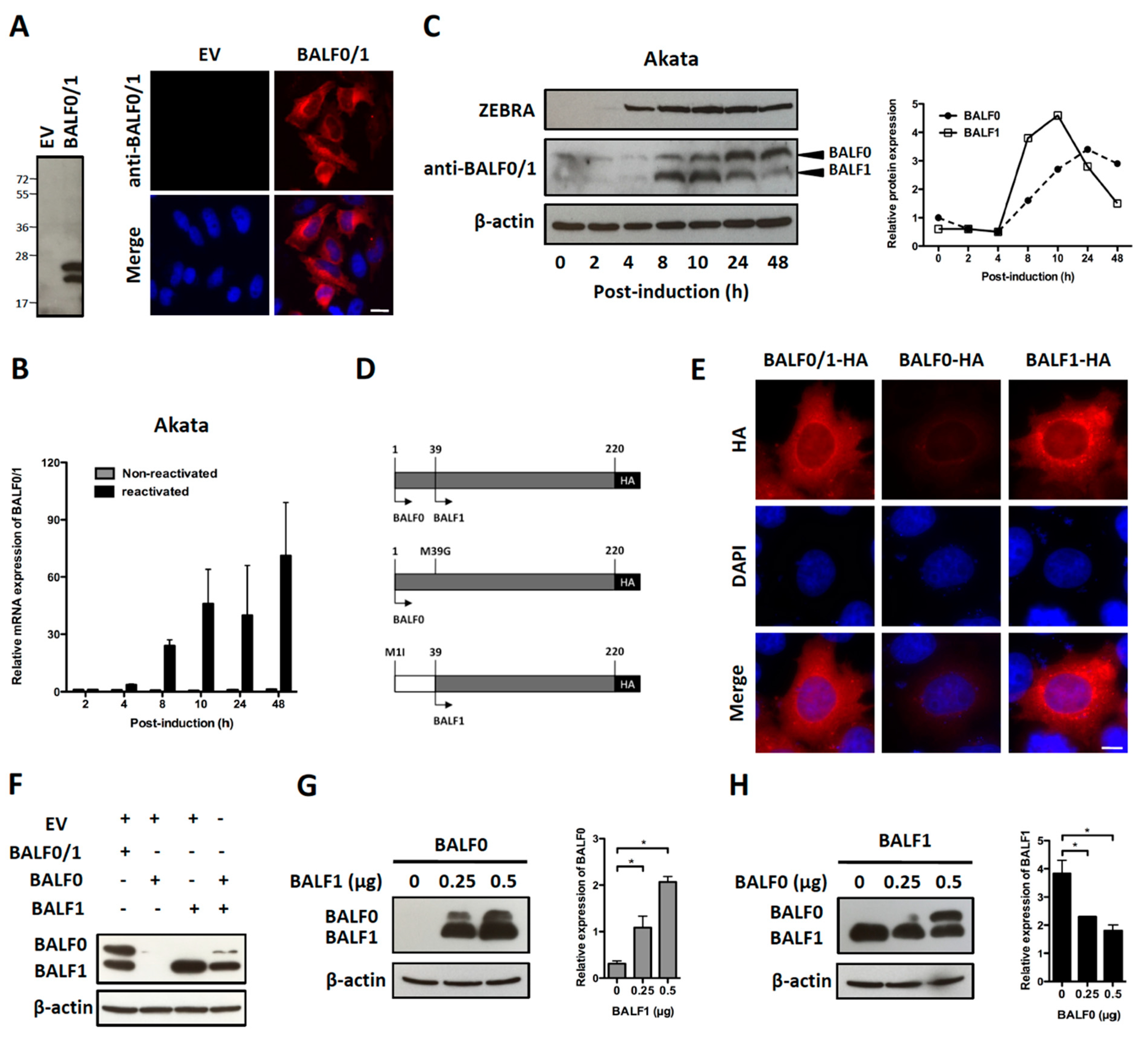Viruses 11 01099 g002