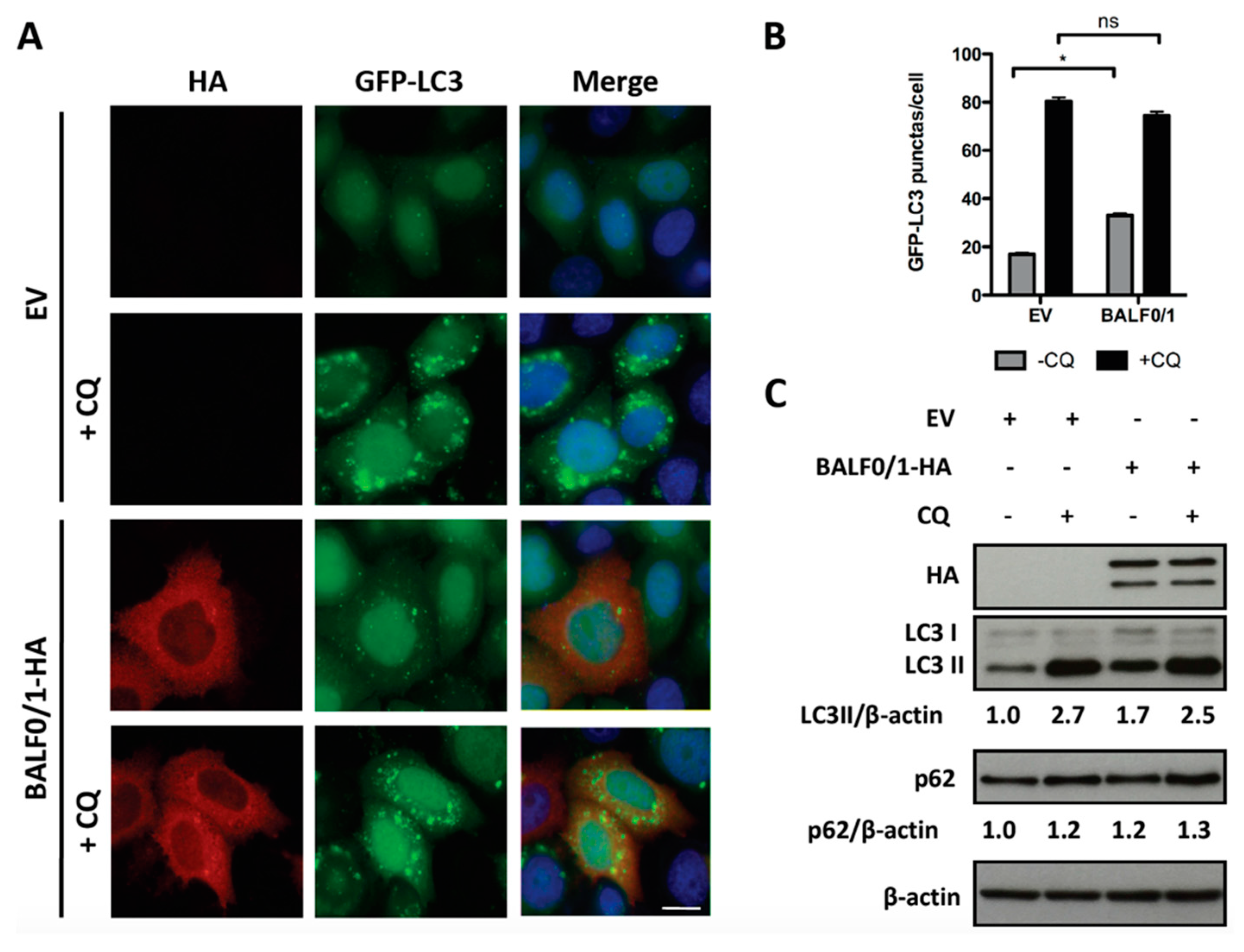 Viruses 11 01099 g004